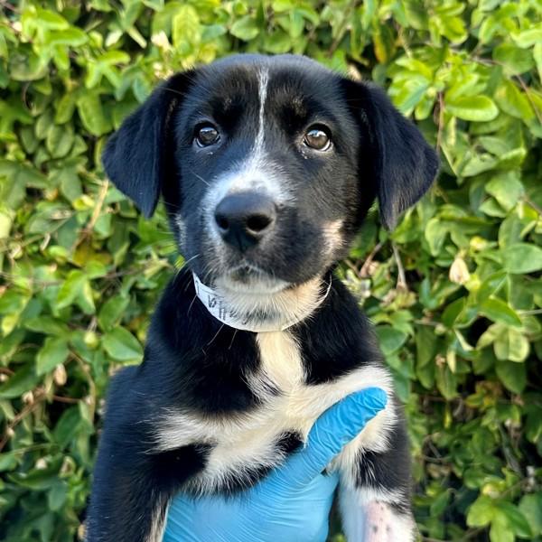 Calla Lily, Adoptable, Puppy Female Siberian Husky.