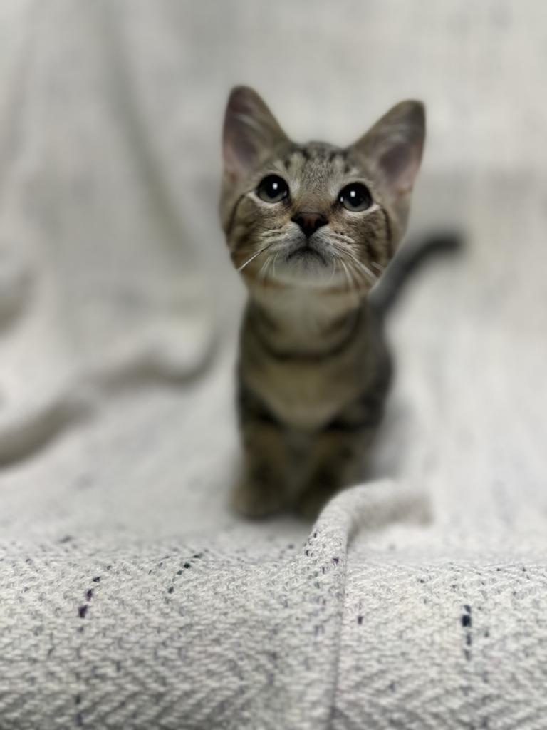 Timber, an adopted Domestic Short Hair in Jackson, MI image 2/3
