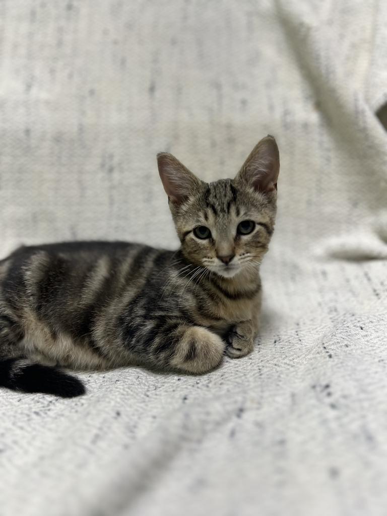 Timber, an adopted Domestic Short Hair in Jackson, MI image 3/3