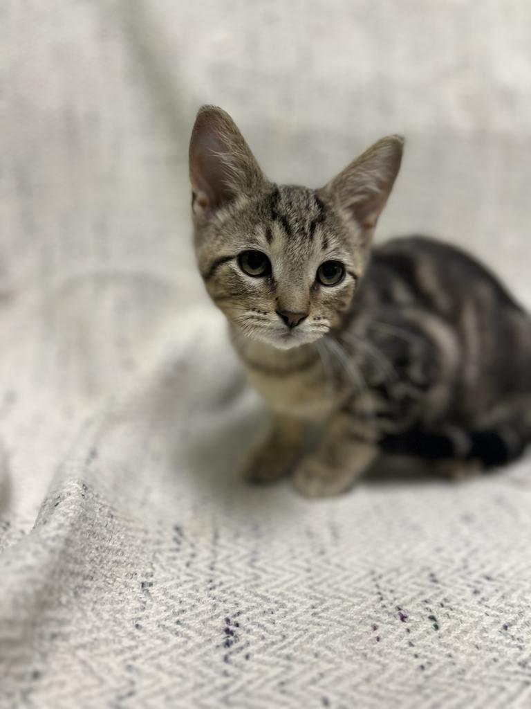 Timber, adopted, Kitten Male Domestic Short Hair.