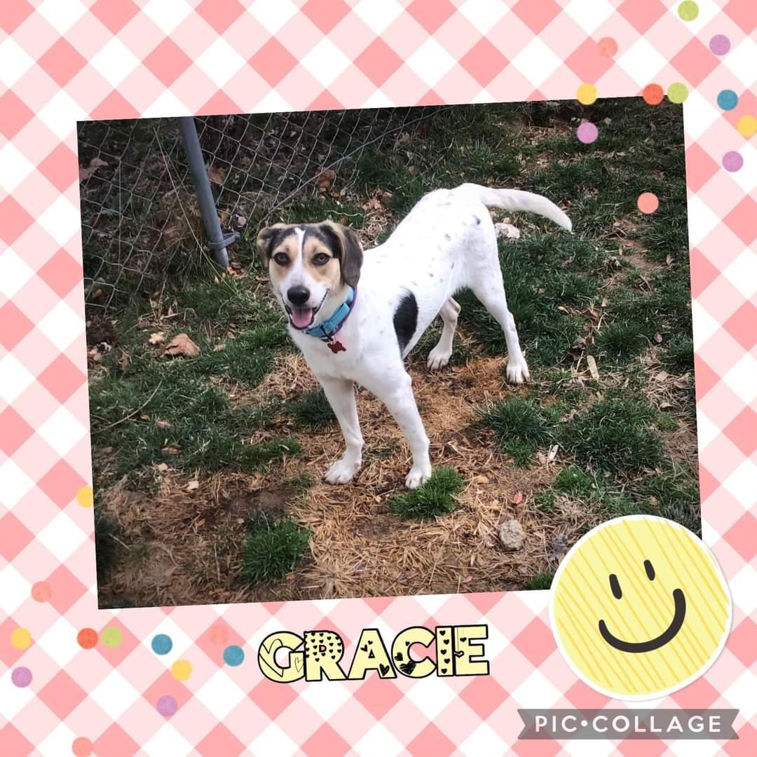 Gracie, Adoptable, Adult Female Hound & Harrier.