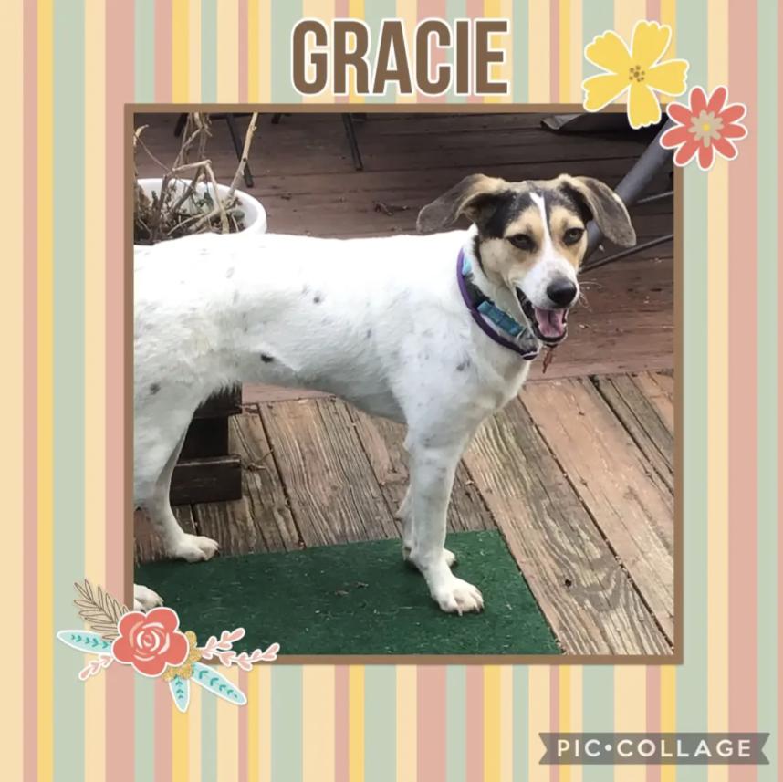 Gracie thumbnail 3