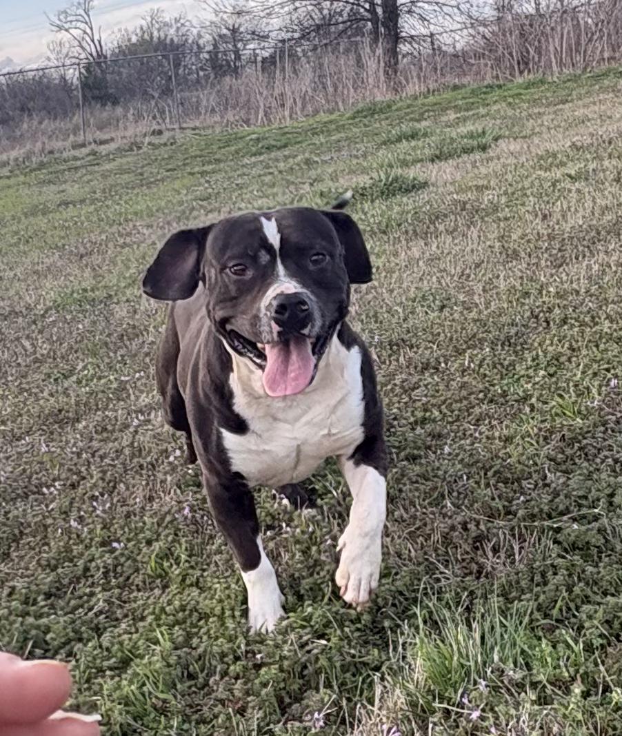 Reggie, a ADOPTABLE mixed breed in Manchester, NH image 5/5