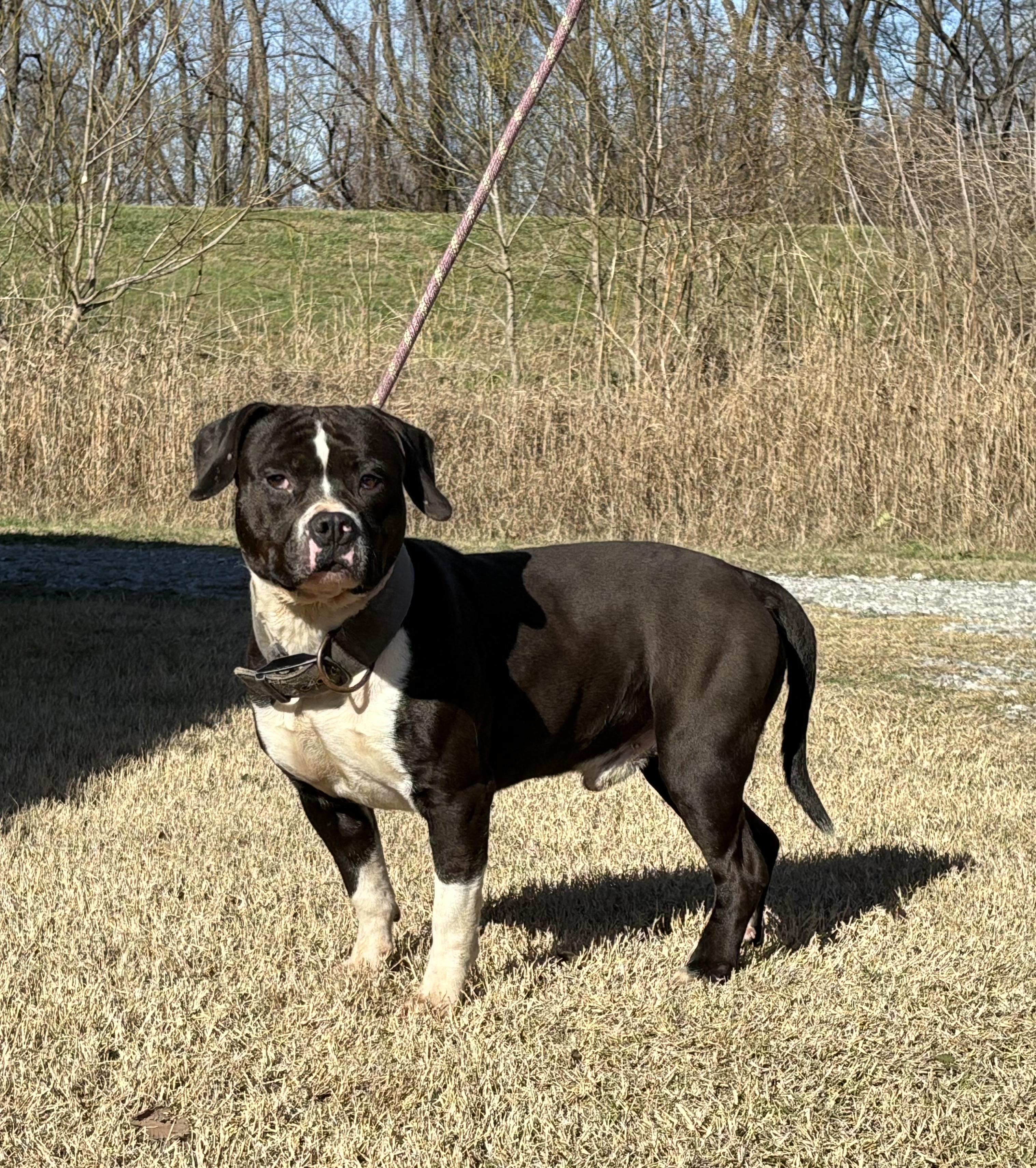 Reggie, a ADOPTABLE mixed breed in Manchester, NH image 2/5