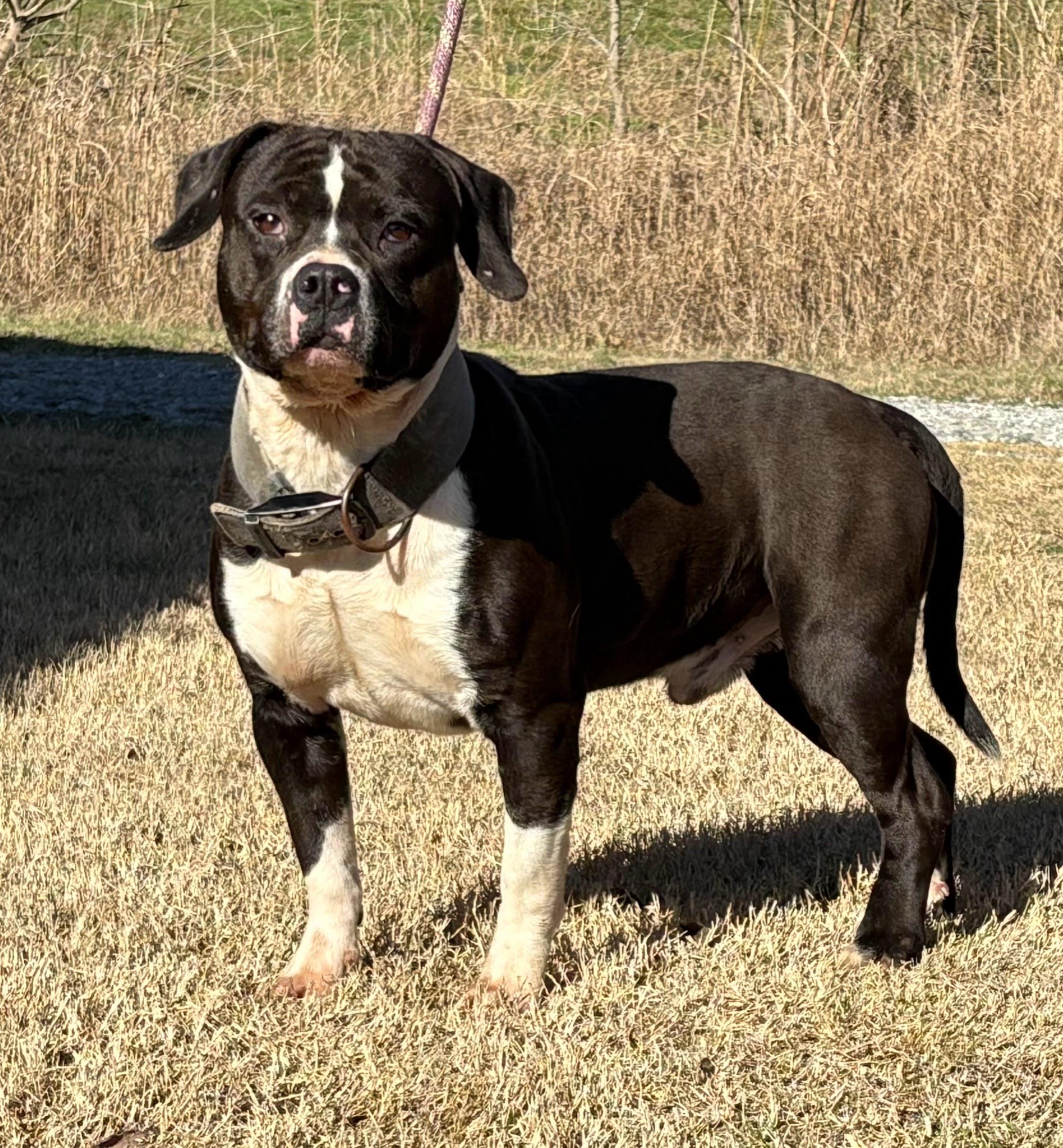 Reggie, a ADOPTABLE mixed breed in Manchester, NH image 1/5