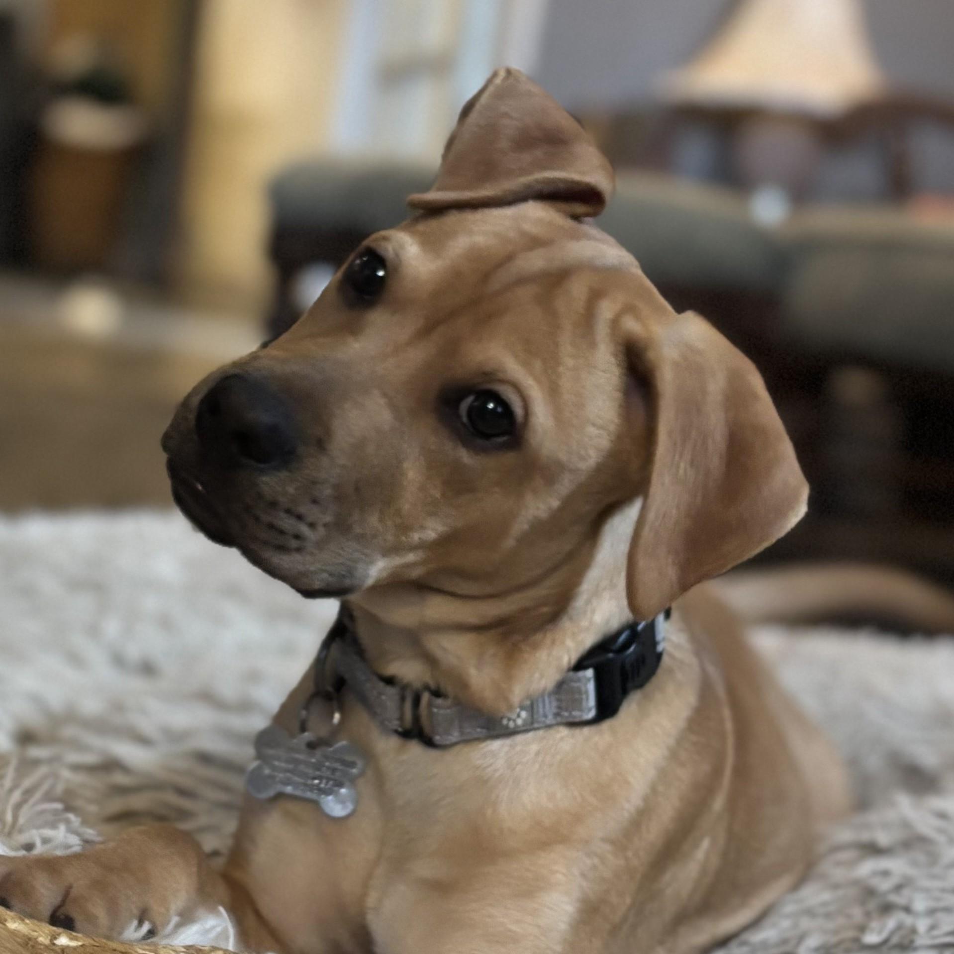 Arnold, Adoptable, Puppy Male Labrador Retriever.