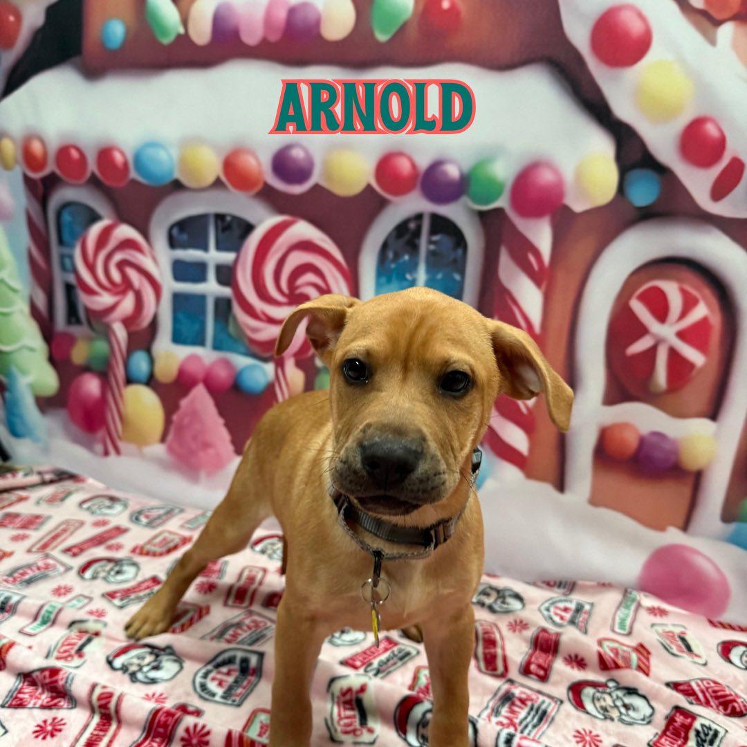 Arnold, Adoptable, Puppy Male Labrador Retriever.