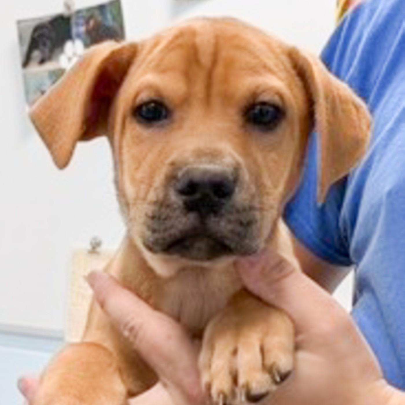 Enlarge Arnold, a Adoptable mixed breed in Albany, NY image 2/2