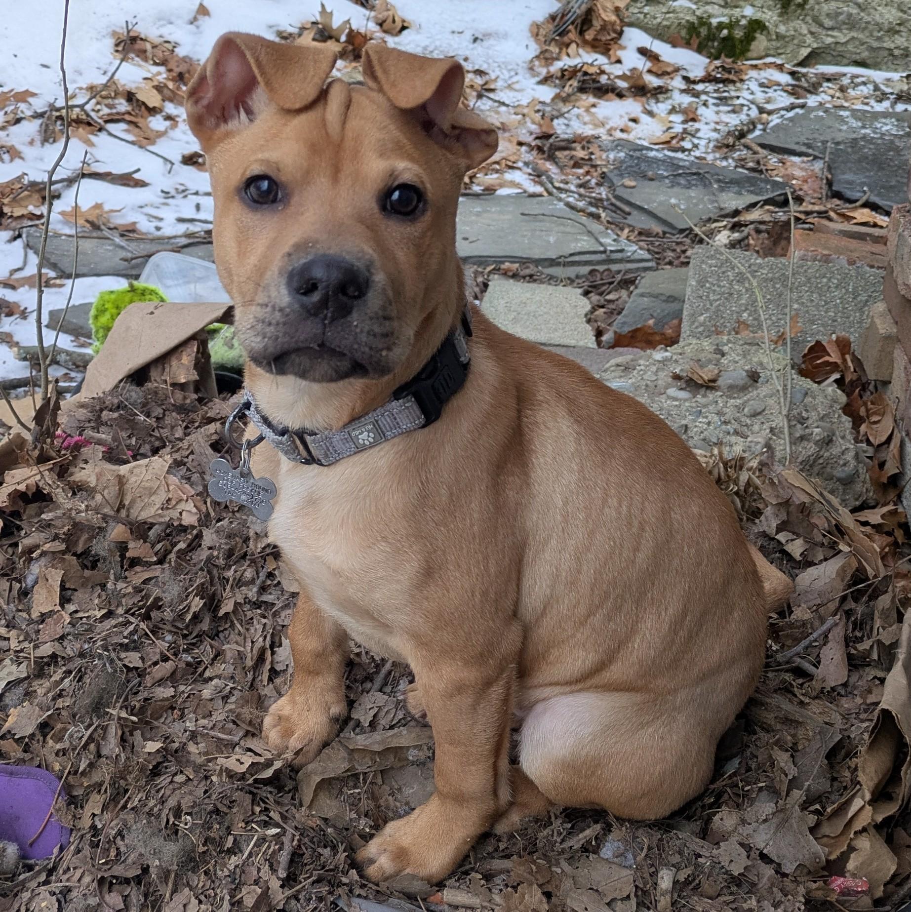 Arnold, Adoptable, Puppy Male Labrador Retriever.