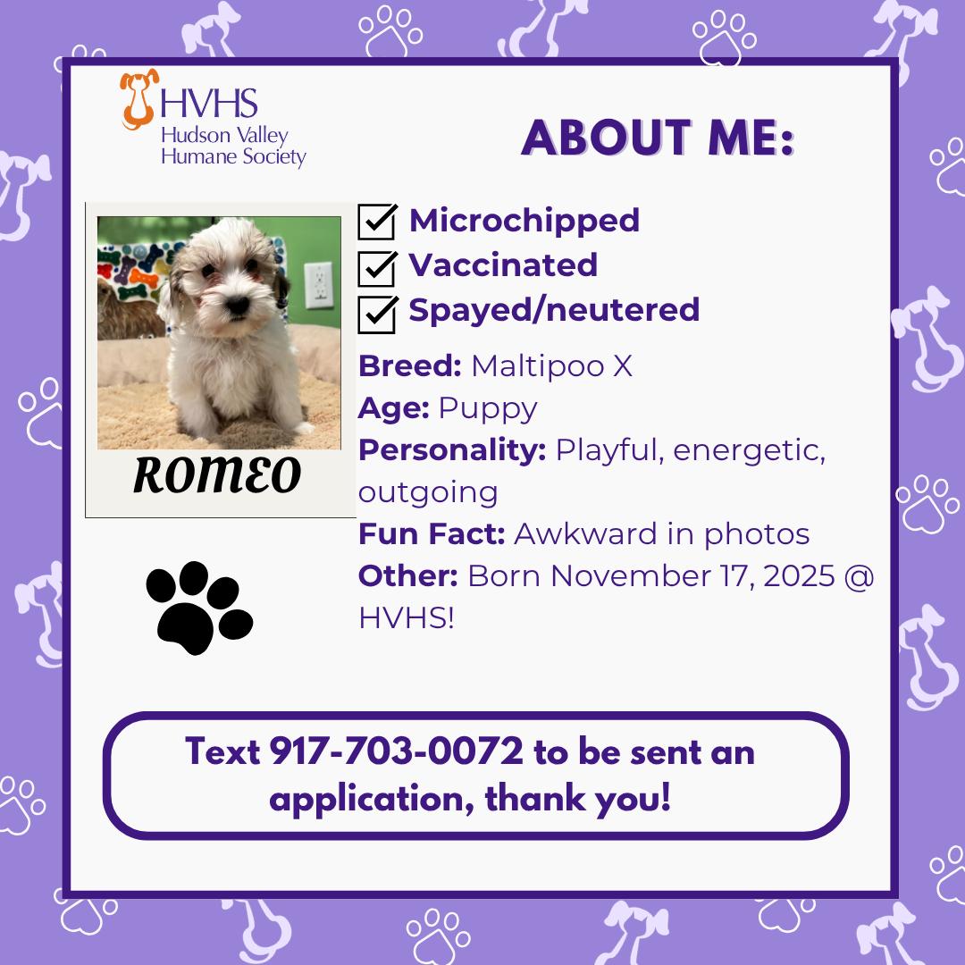 Enlarge ROMEO, a ADOPTABLE mixed breed in Pomona, NY image 2/2