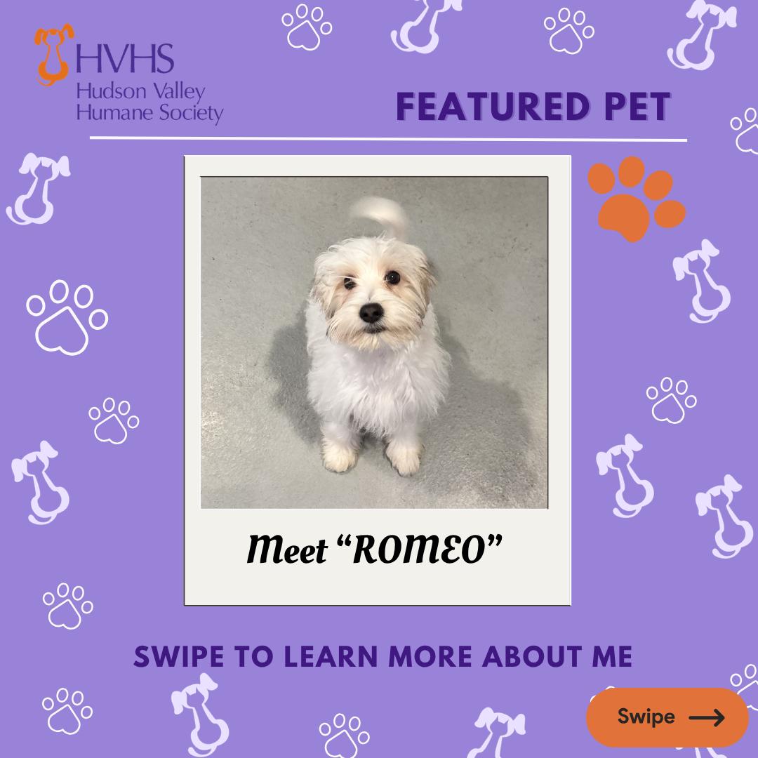 Enlarge ROMEO, a ADOPTABLE mixed breed in Pomona, NY image 1/2