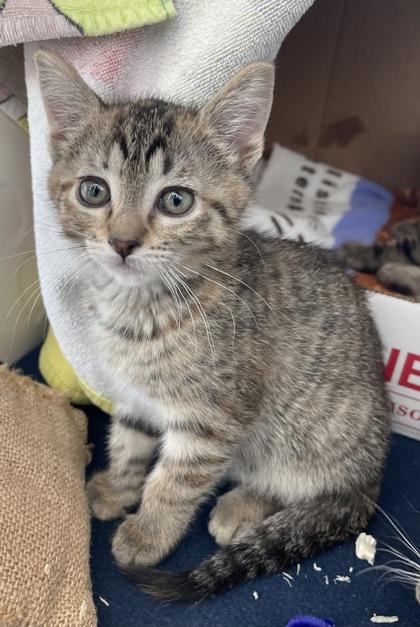 Lucille, Adoptable, Kitten Female Domestic Short Hair & Domestic Short Hair.