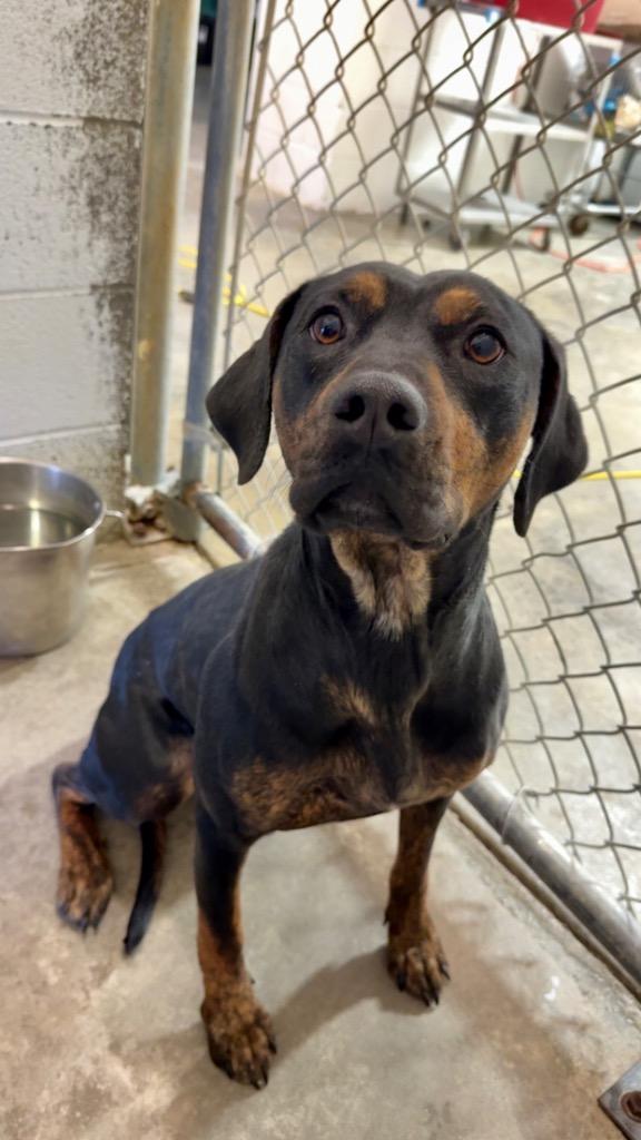 Enlarge Runt - Adoptable, a Adoptable mixed breed in Chickamauga , GA image 1/2