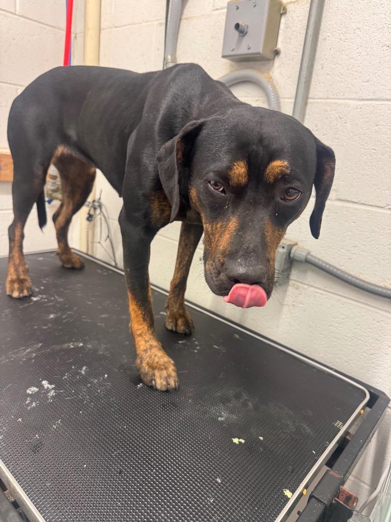 Enlarge Runt - Adoptable, a Adoptable mixed breed in Chickamauga , GA image 2/2