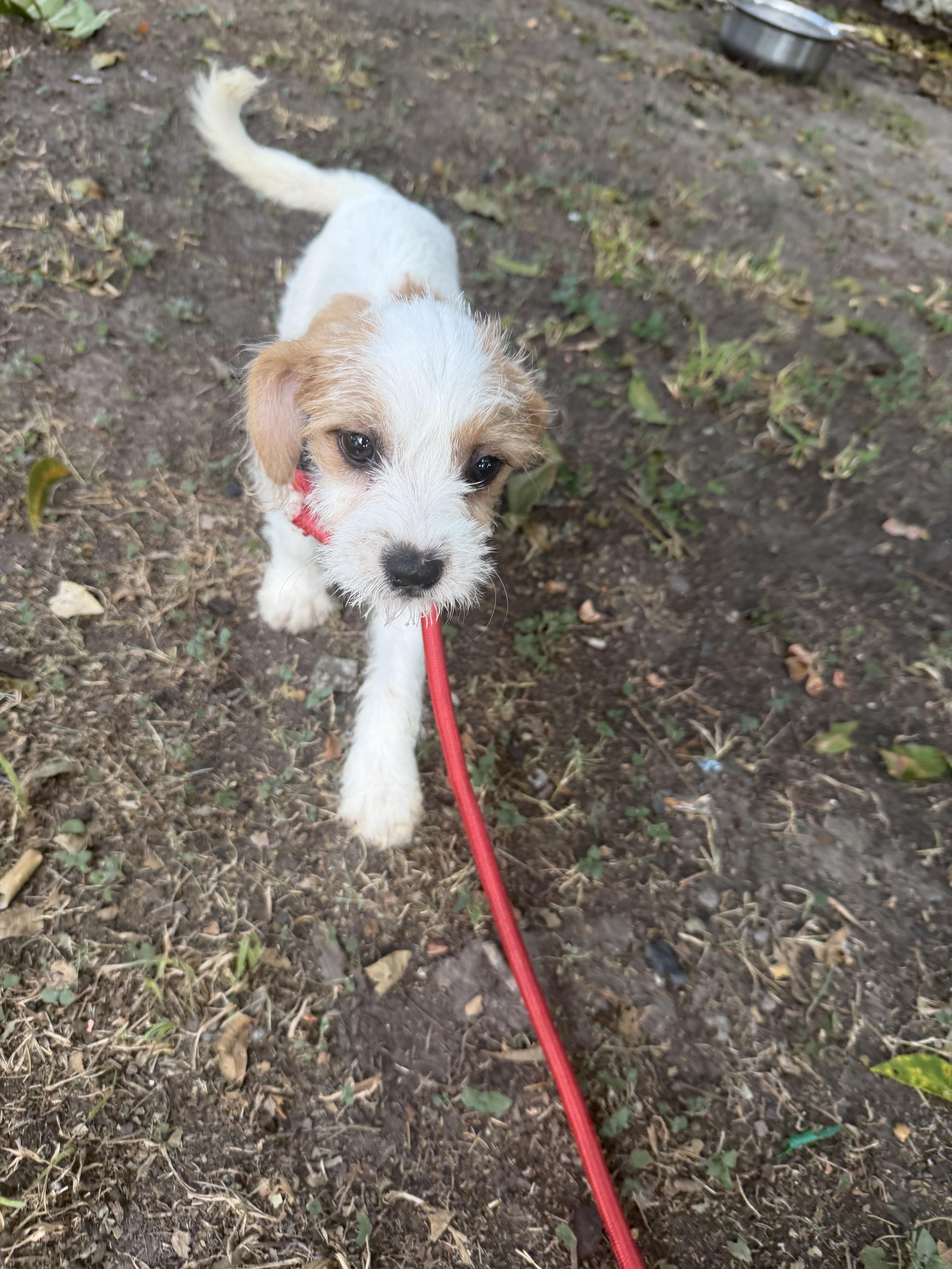 Enlarge Kent, a ADOPTABLE mixed breed in Westerly, RI image 3/4
