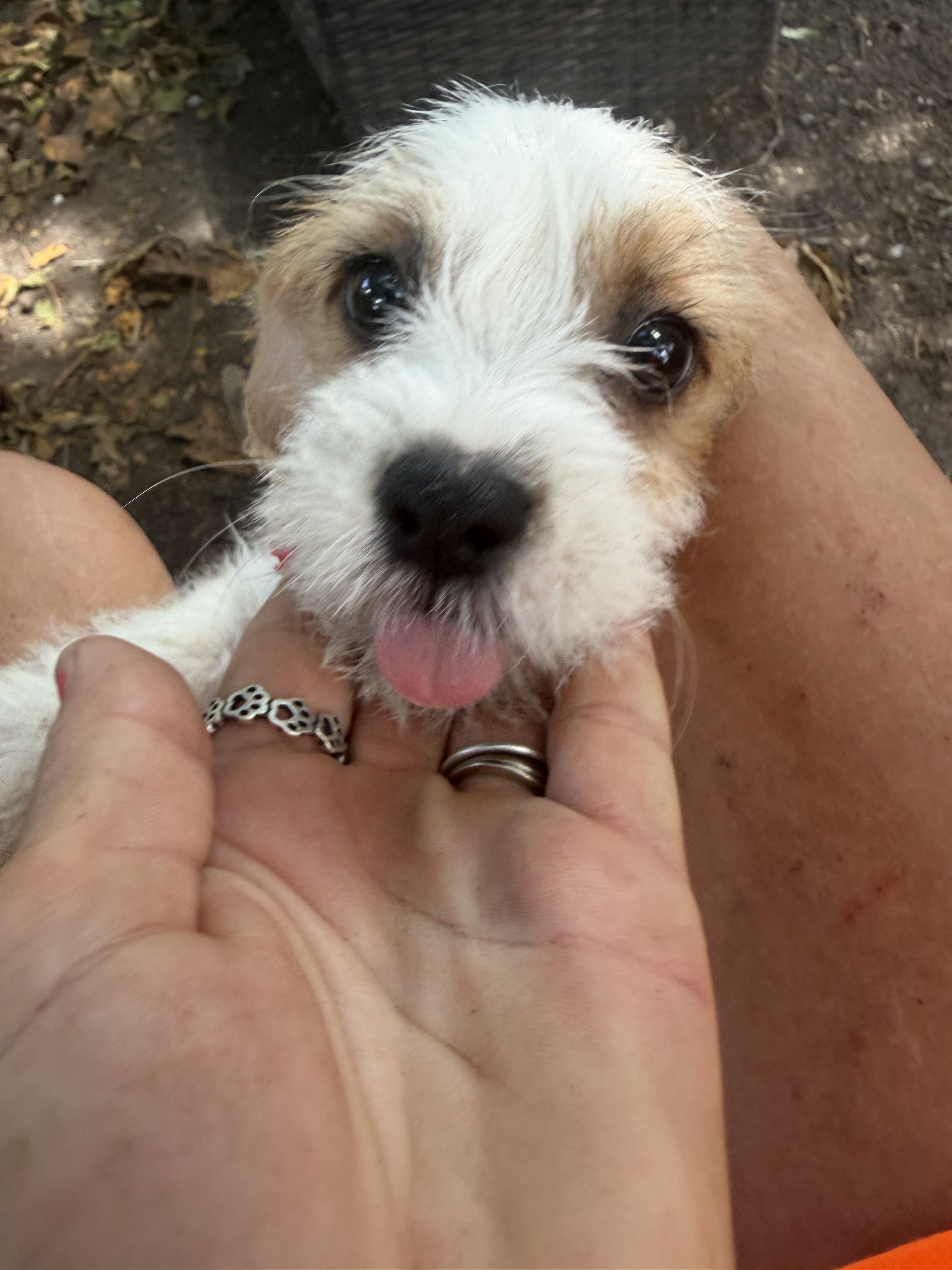Kent, ADOPTABLE, Young Male Wirehaired Terrier.