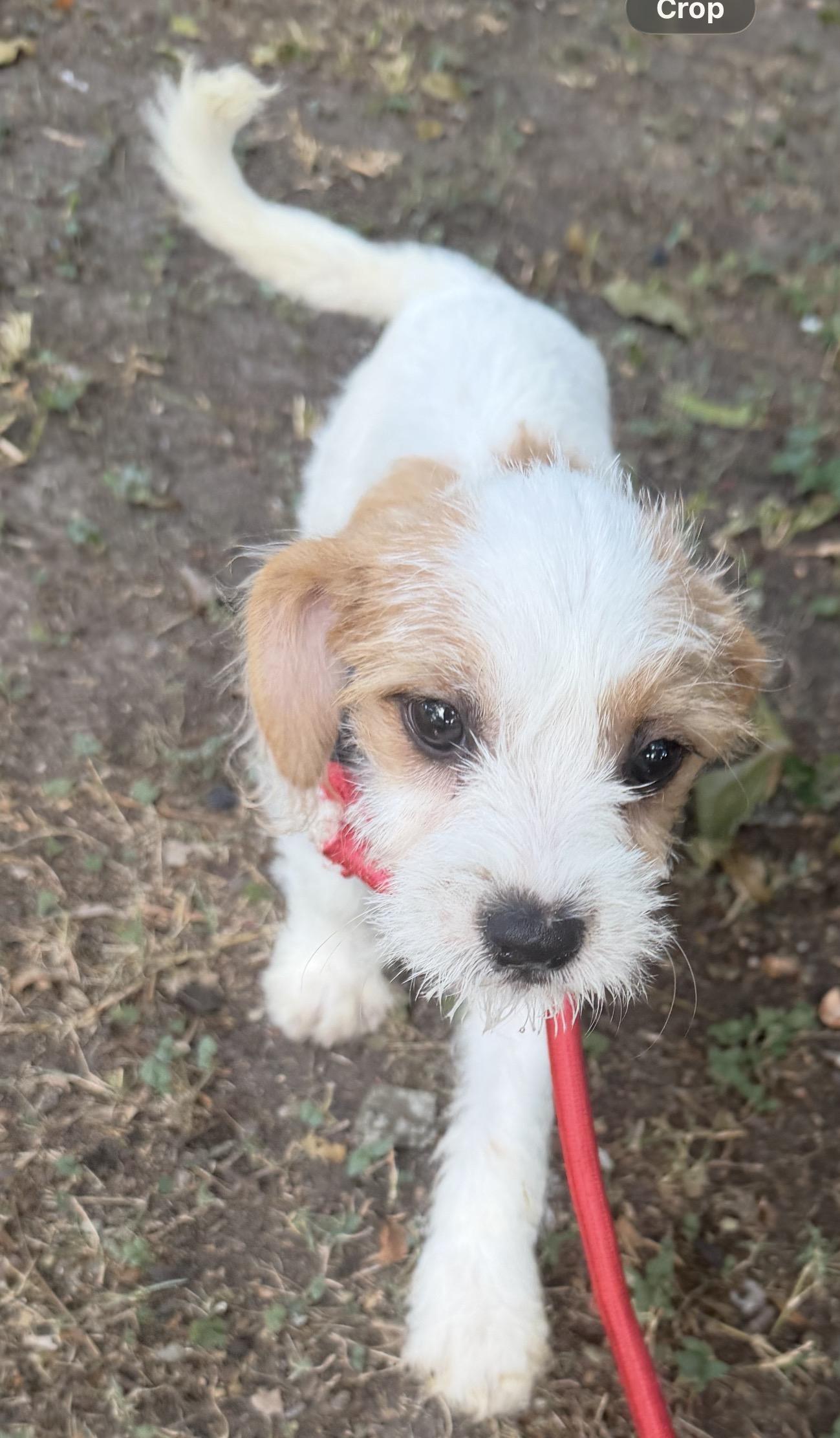 Enlarge Kent, a ADOPTABLE mixed breed in Westerly, RI image 2/4