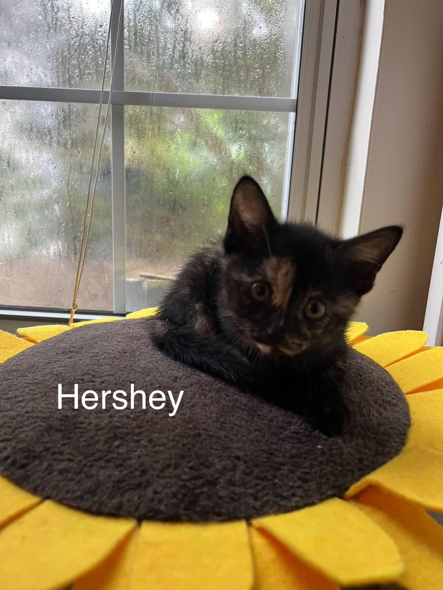 Enlarge Hershey, a Adopted Domestic Short Hair in Conway, SC image 1/1
