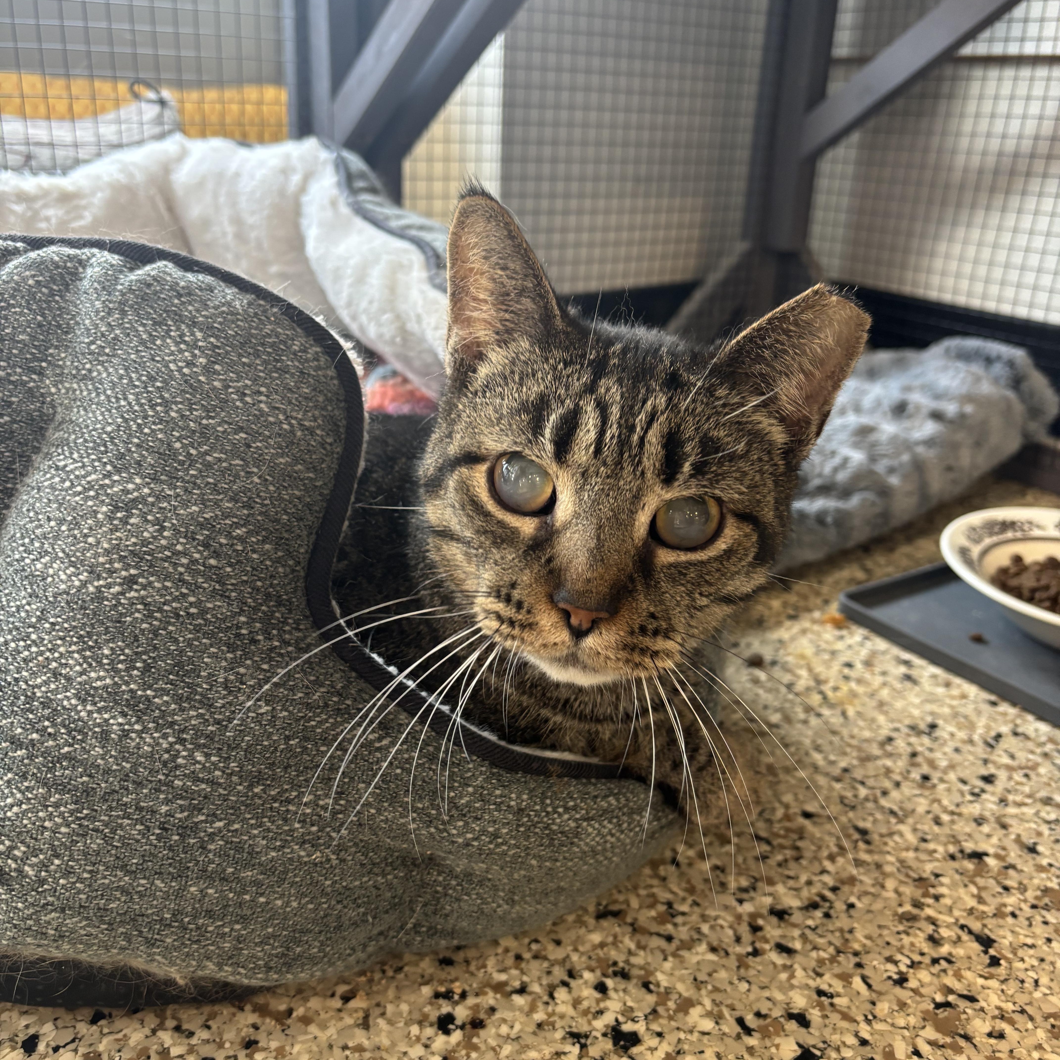 Sadie (FIV+/Blind) Sponsored Adoption Fee