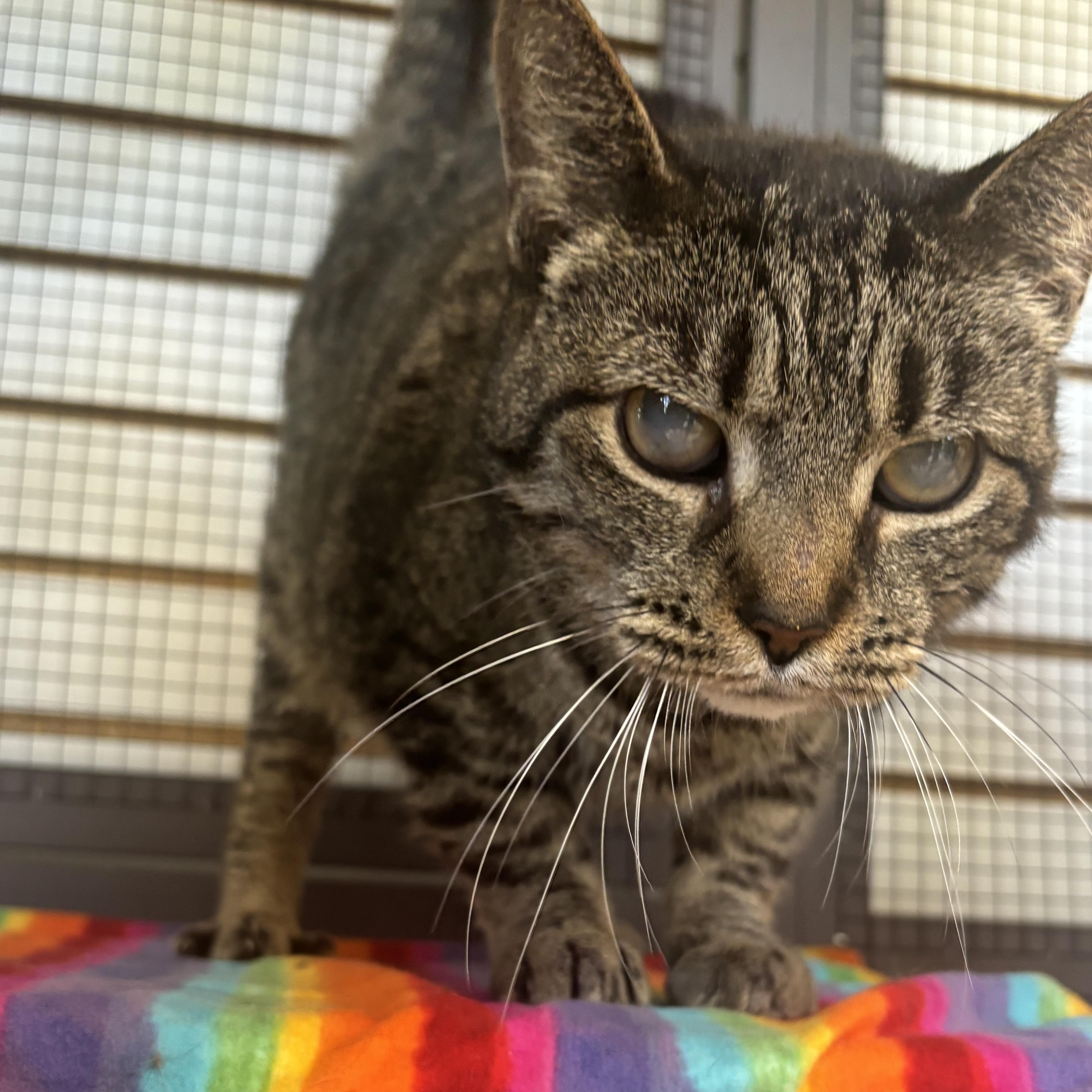 Sadie (FIV+/Blind) Sponsored Adoption Fee