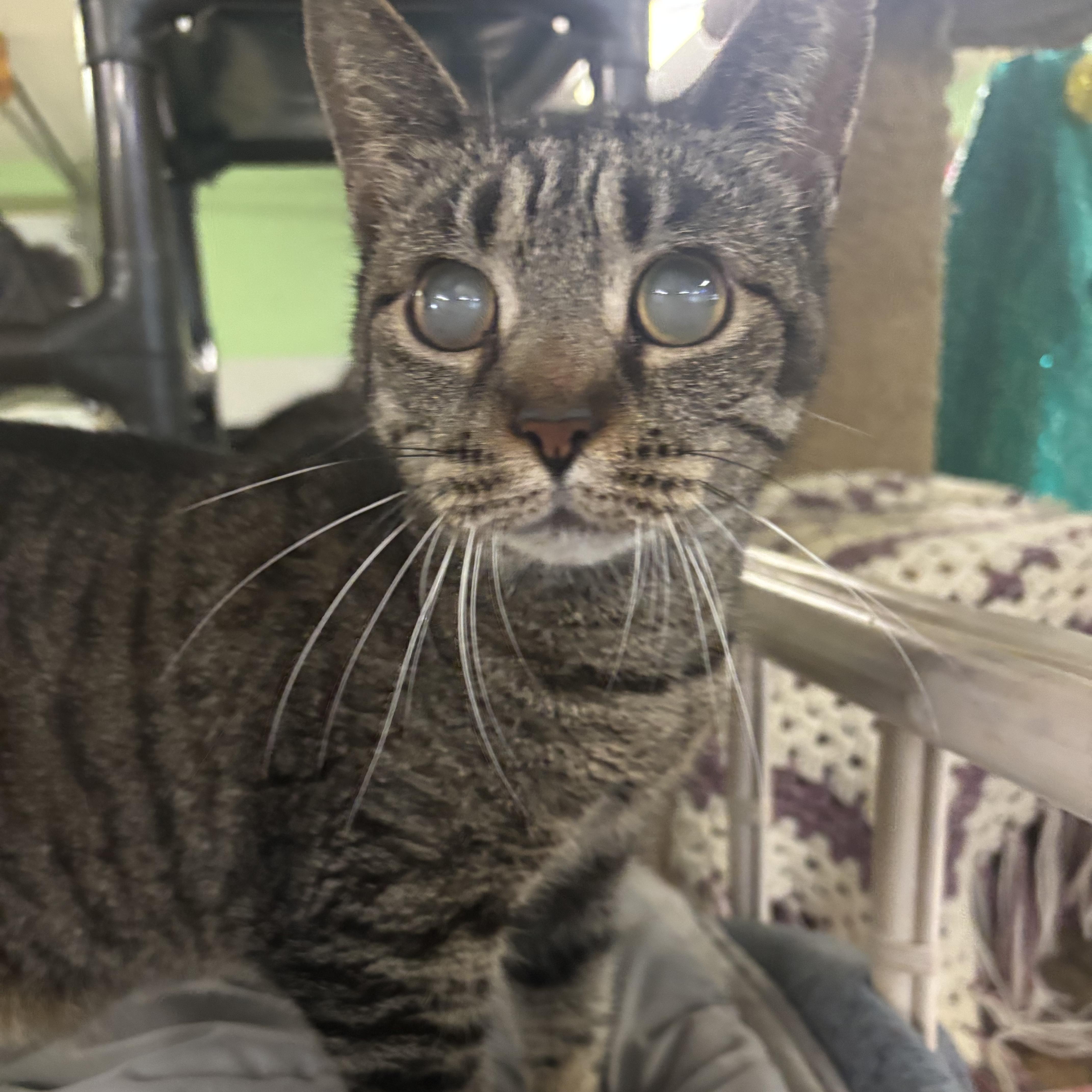 Sadie (FIV+/Blind) Sponsored Adoption Fee