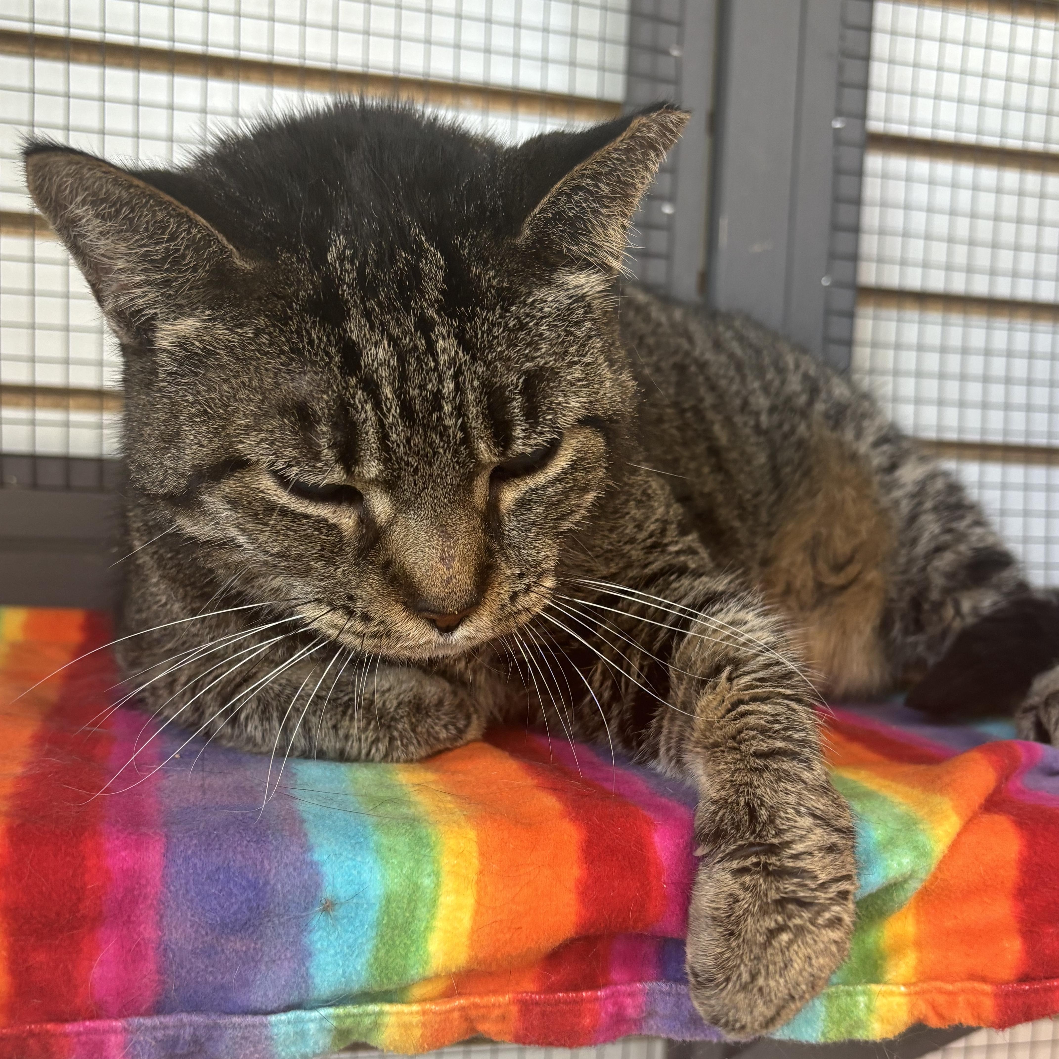 Sadie (FIV+/Blind) Sponsored Adoption Fee