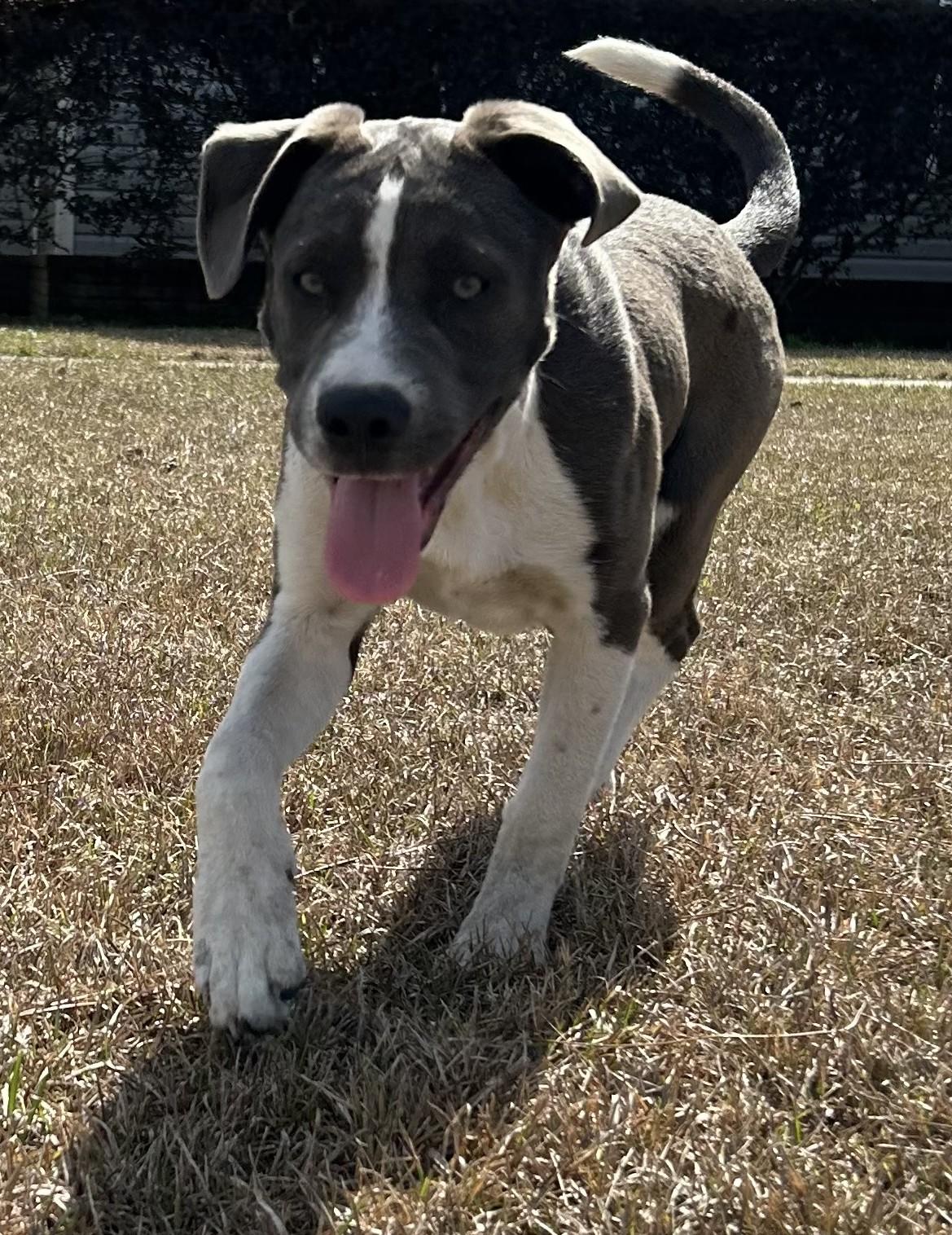 Lilly, a ADOPTABLE mixed breed in Jesup, GA image 4/6