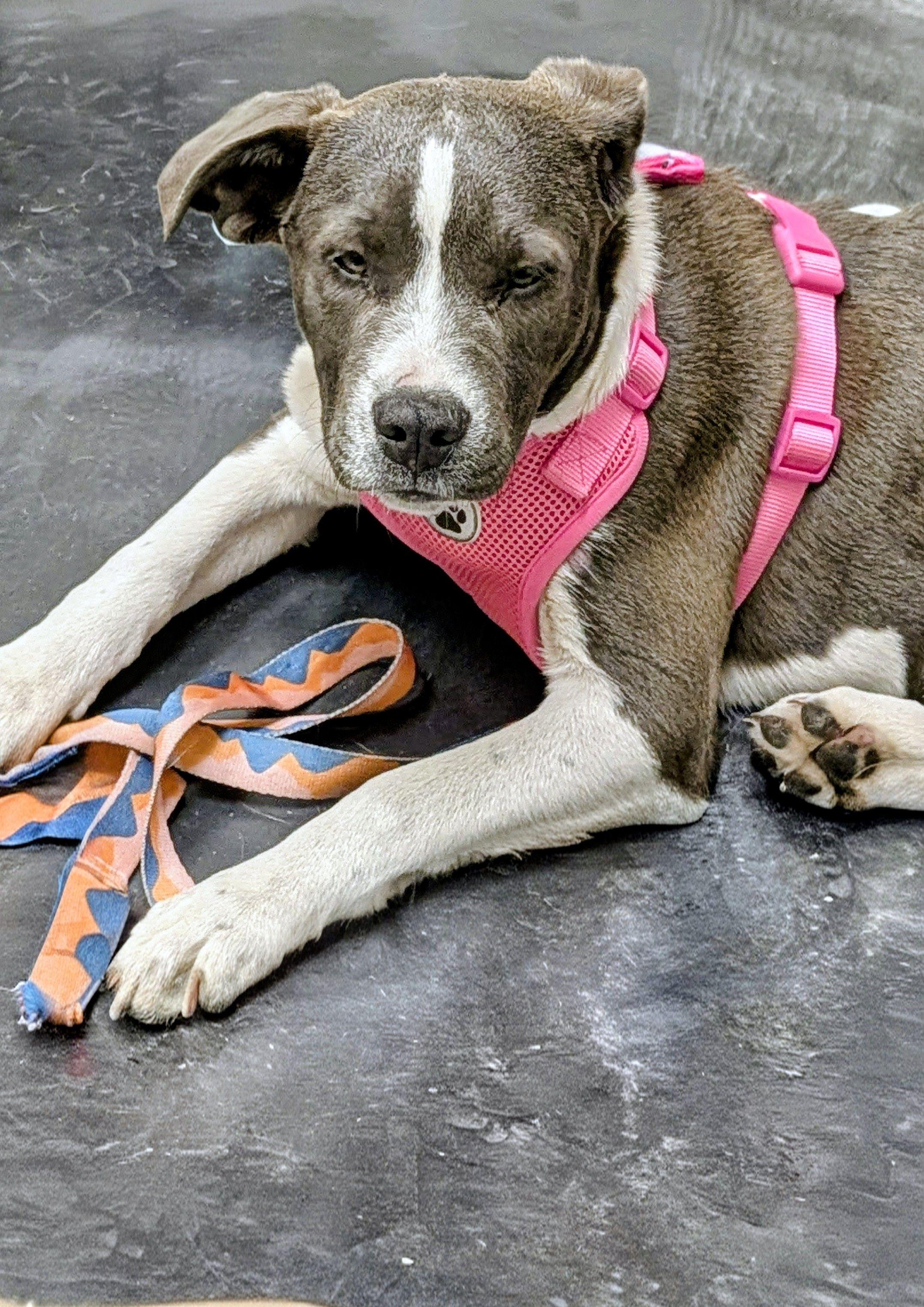 Lilly, a ADOPTABLE mixed breed in Jesup, GA image 2/6