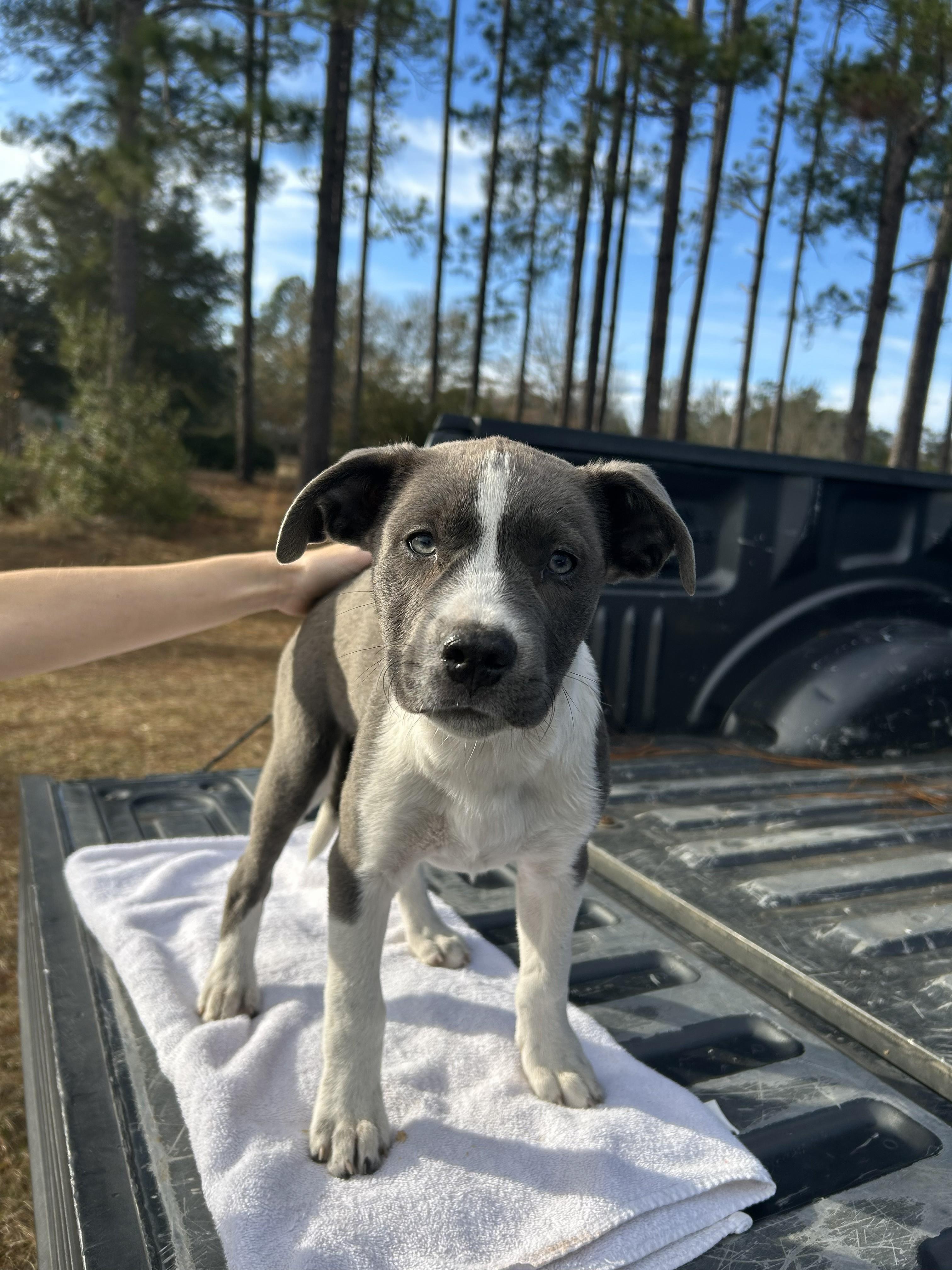 Lilly, a ADOPTABLE mixed breed in Jesup, GA image 6/6