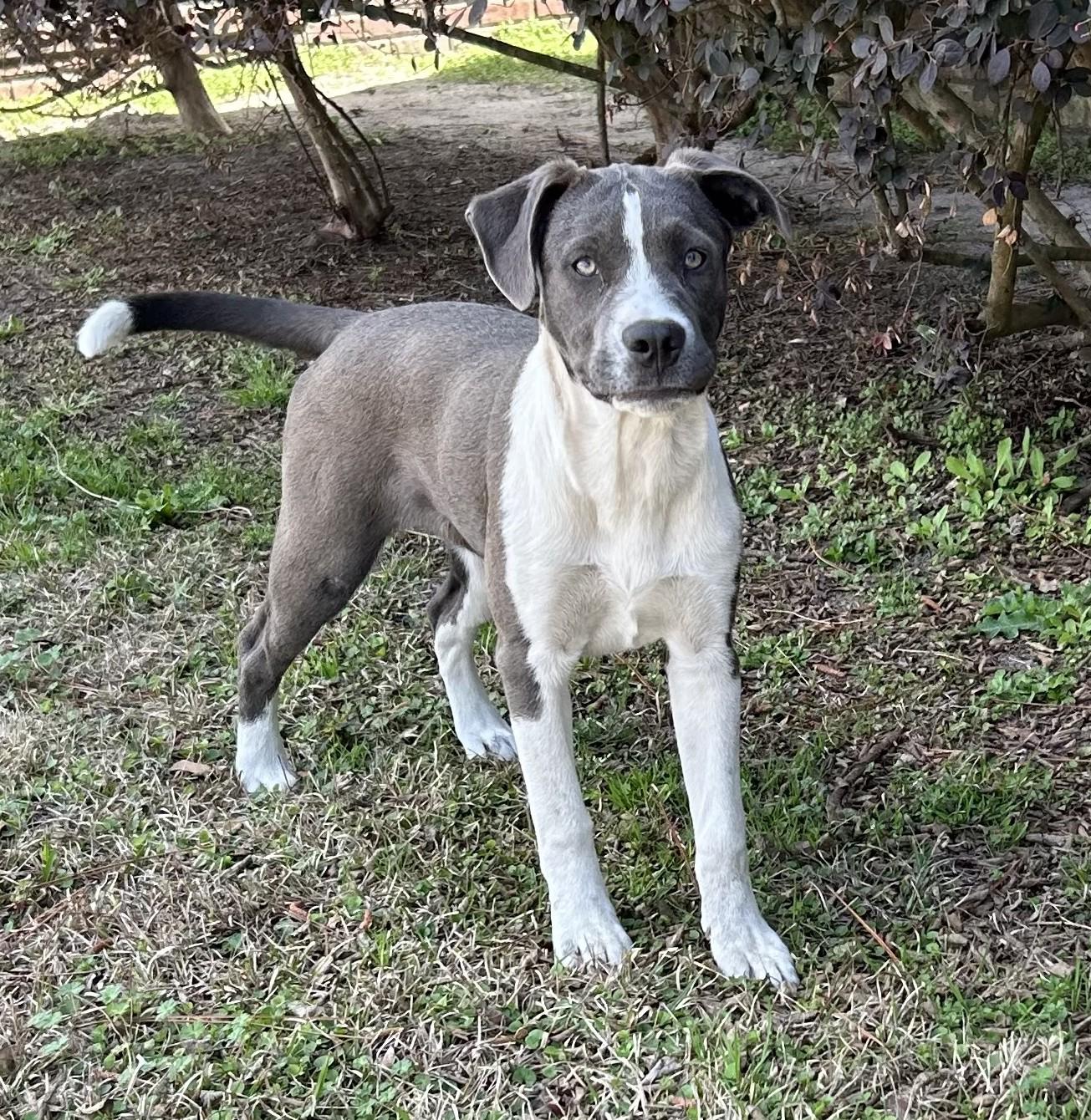 Lilly, a ADOPTABLE mixed breed in Jesup, GA image 1/6