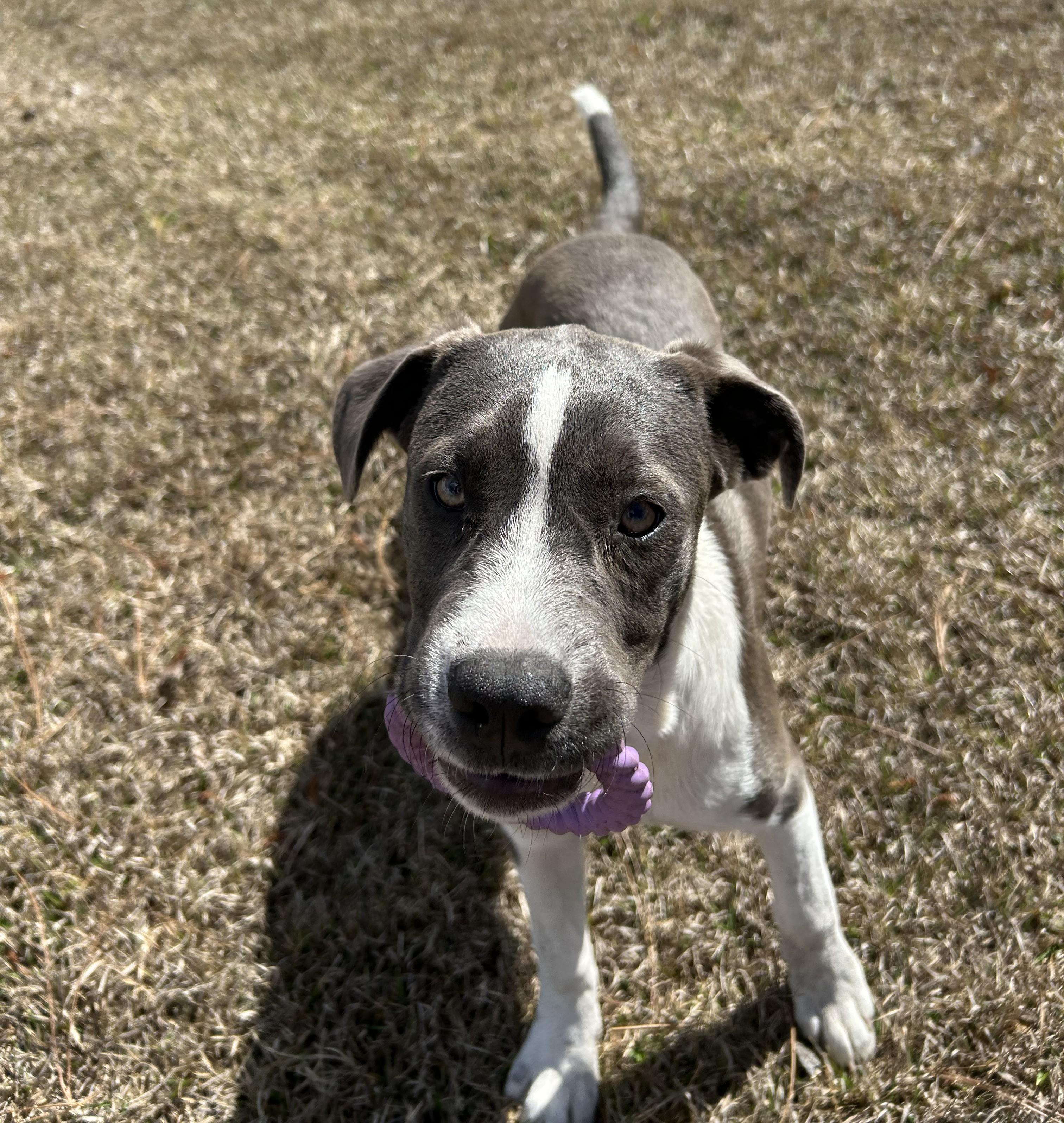 Lilly, a ADOPTABLE mixed breed in Jesup, GA image 2/6