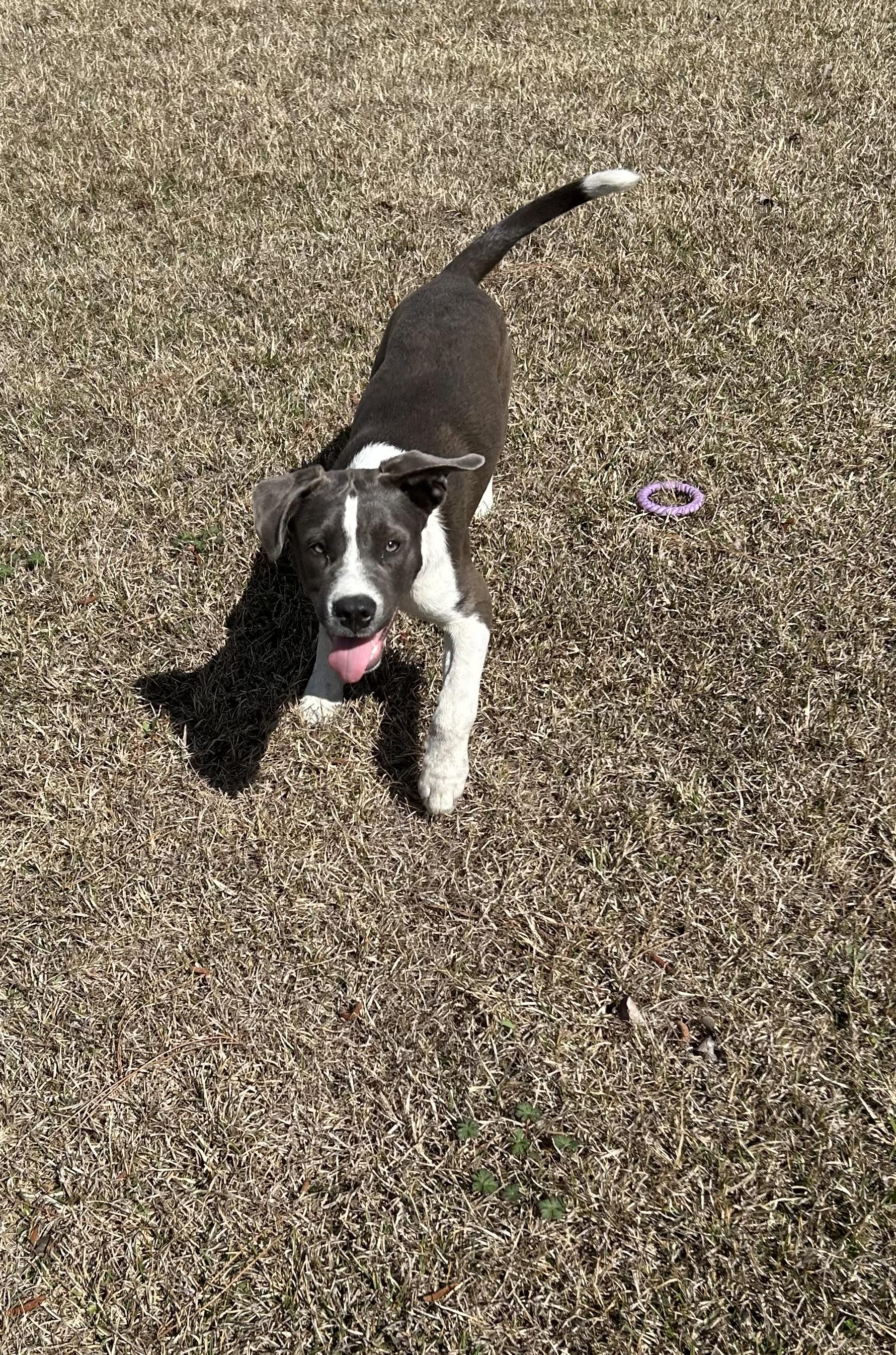 Lilly, a ADOPTABLE mixed breed in Jesup, GA image 6/6