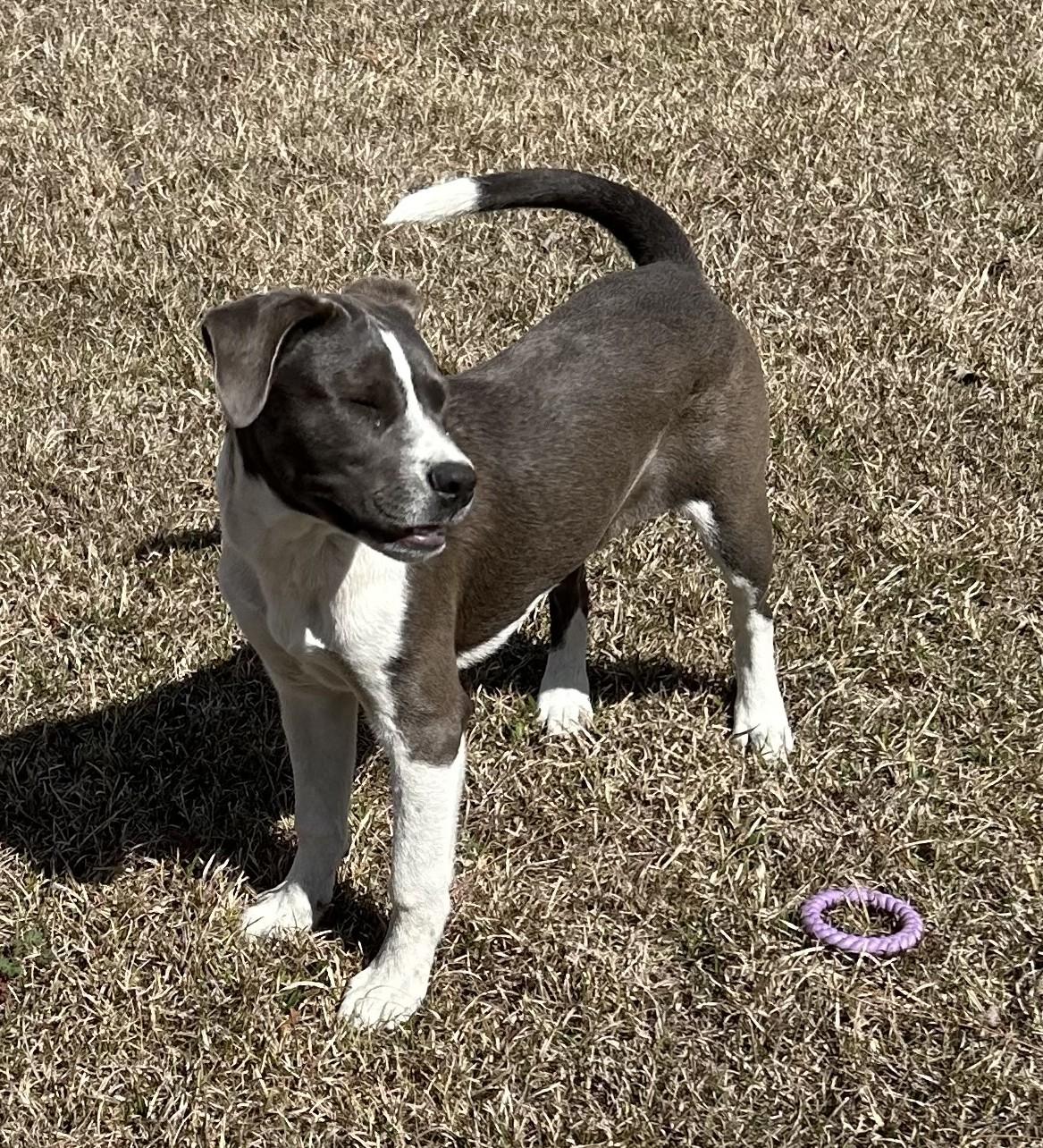 Lilly, a ADOPTABLE mixed breed in Jesup, GA image 3/6