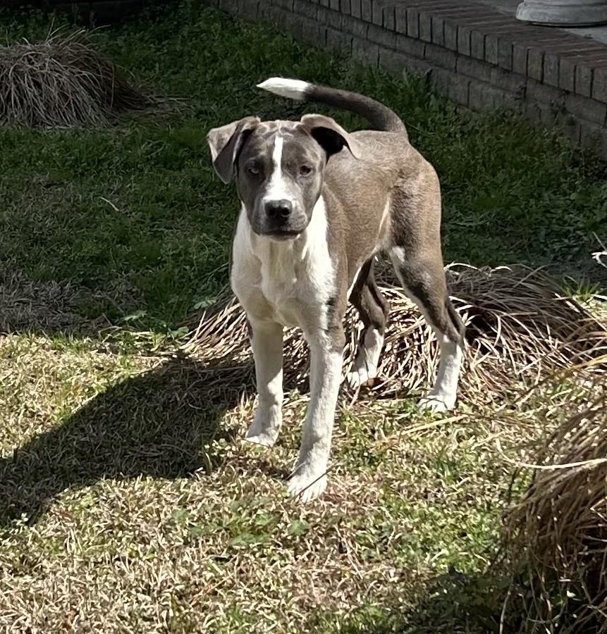 Lilly, a ADOPTABLE mixed breed in Jesup, GA image 5/6