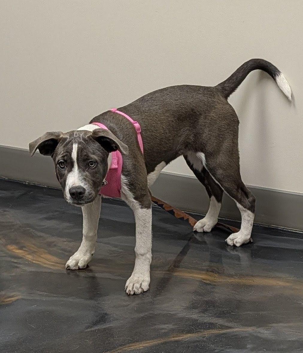 Lilly, a ADOPTABLE mixed breed in Jesup, GA image 1/6