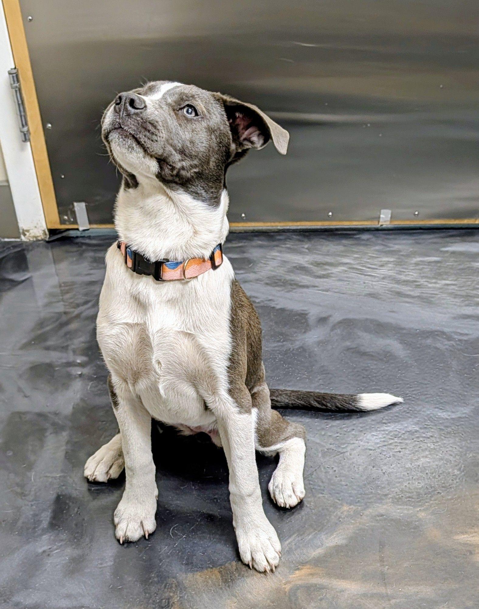 Lilly, a ADOPTABLE mixed breed in Jesup, GA image 5/6