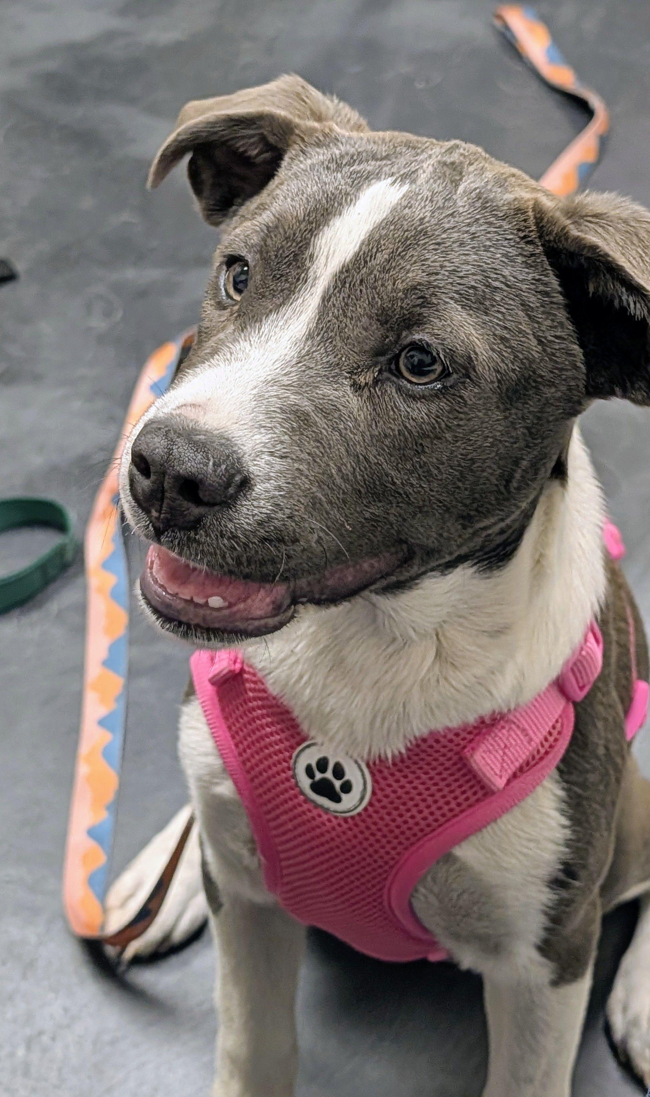 Lilly, a ADOPTABLE mixed breed in Jesup, GA image 3/6