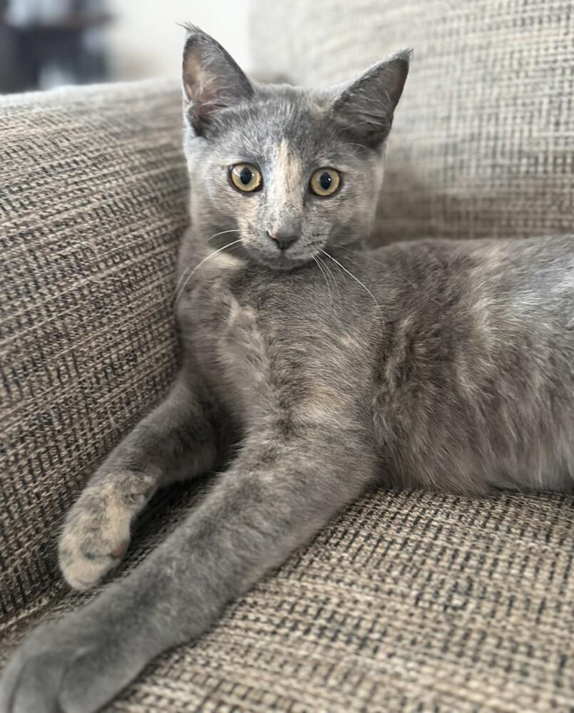 Enlarge Cayenne (25-266 C), a Adoptable Domestic Short Hair in Lansing, MI image 1/1