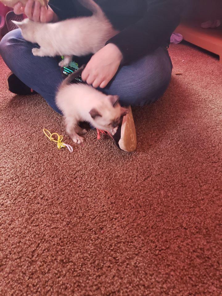 Storm - DU, Adopted, Young Female Siamese & Domestic Short Hair.