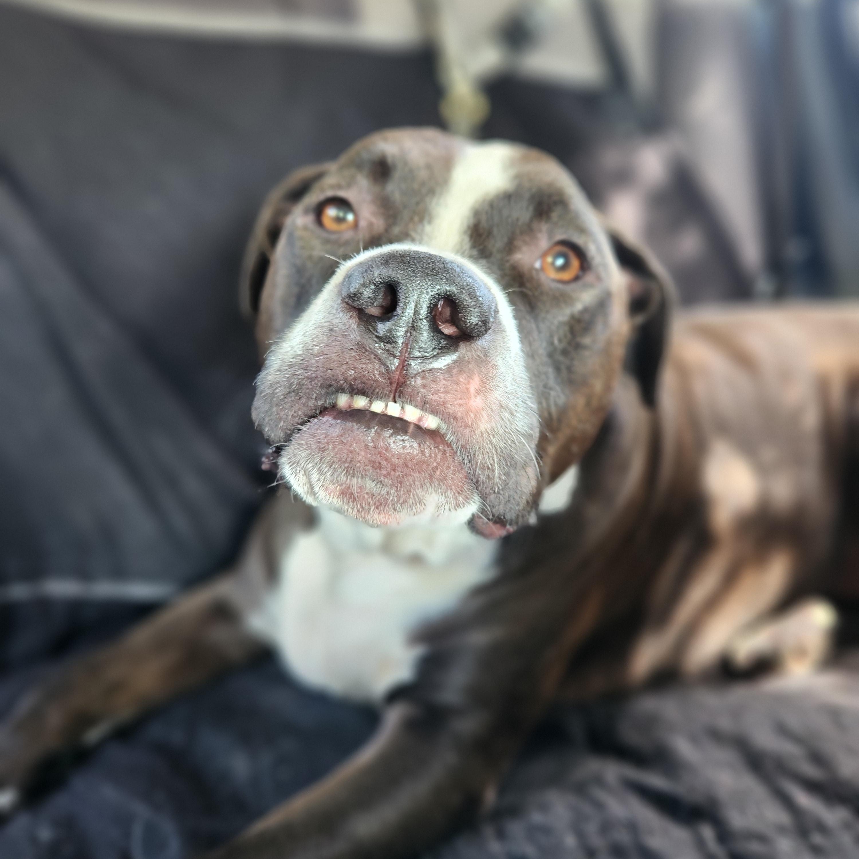 Enlarge Bubba, a Adoptable mixed breed in Killeen, TX image 3/6