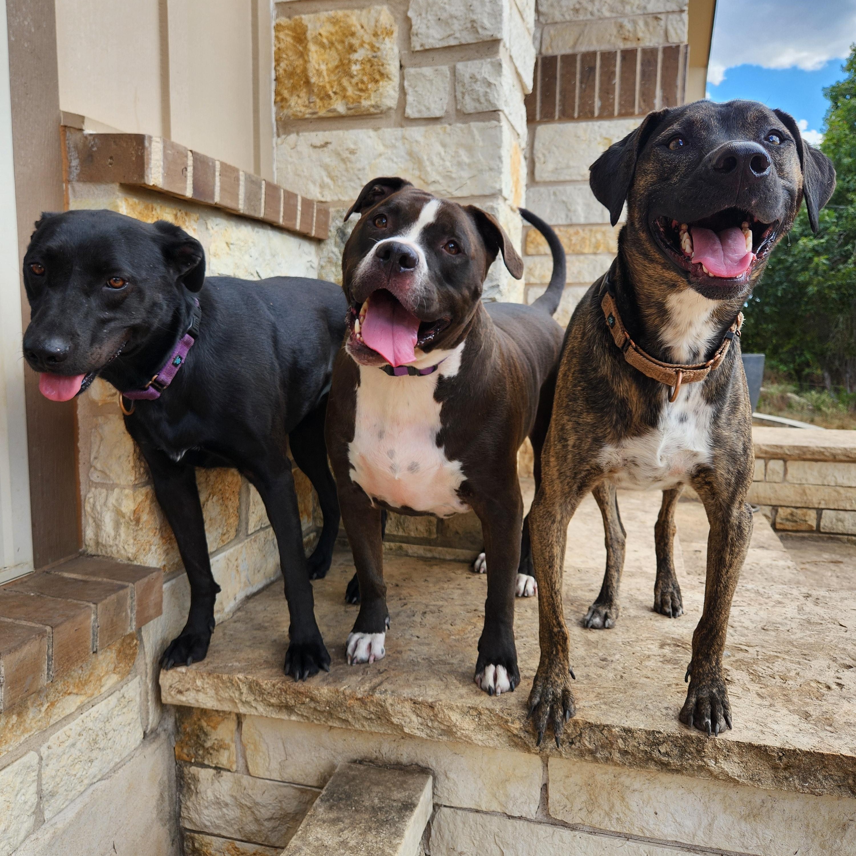 Enlarge Bubba, a Adoptable mixed breed in Killeen, TX image 2/6