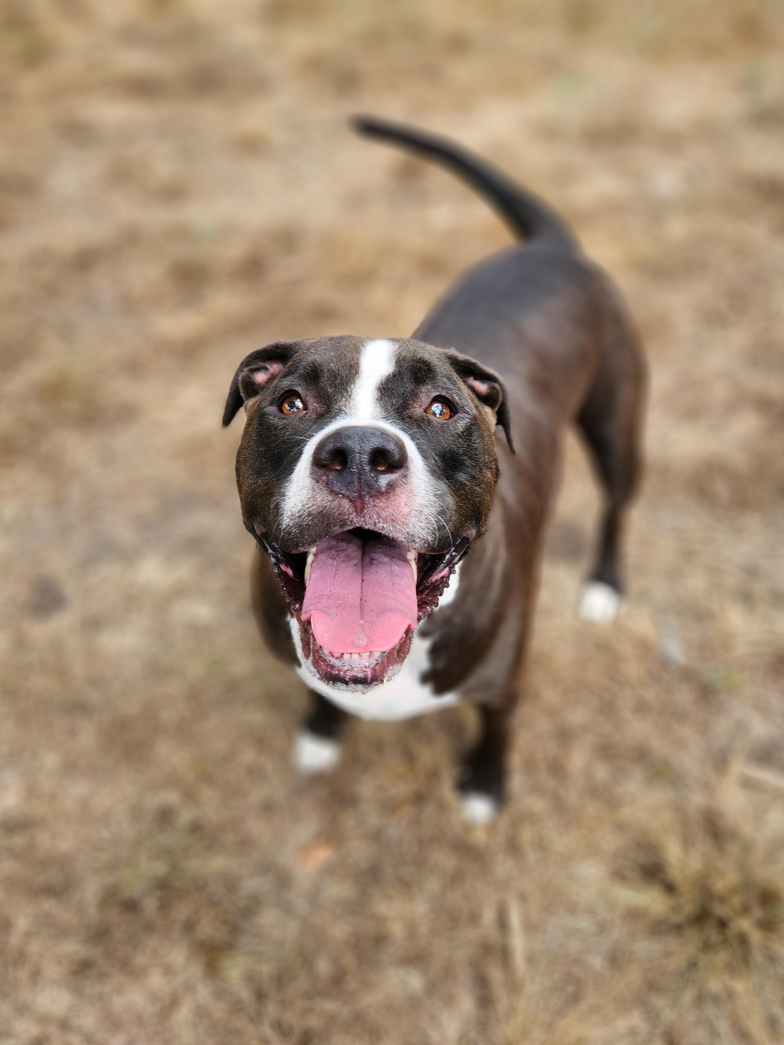 Enlarge Bubba, a Adoptable mixed breed in Killeen, TX image 1/6