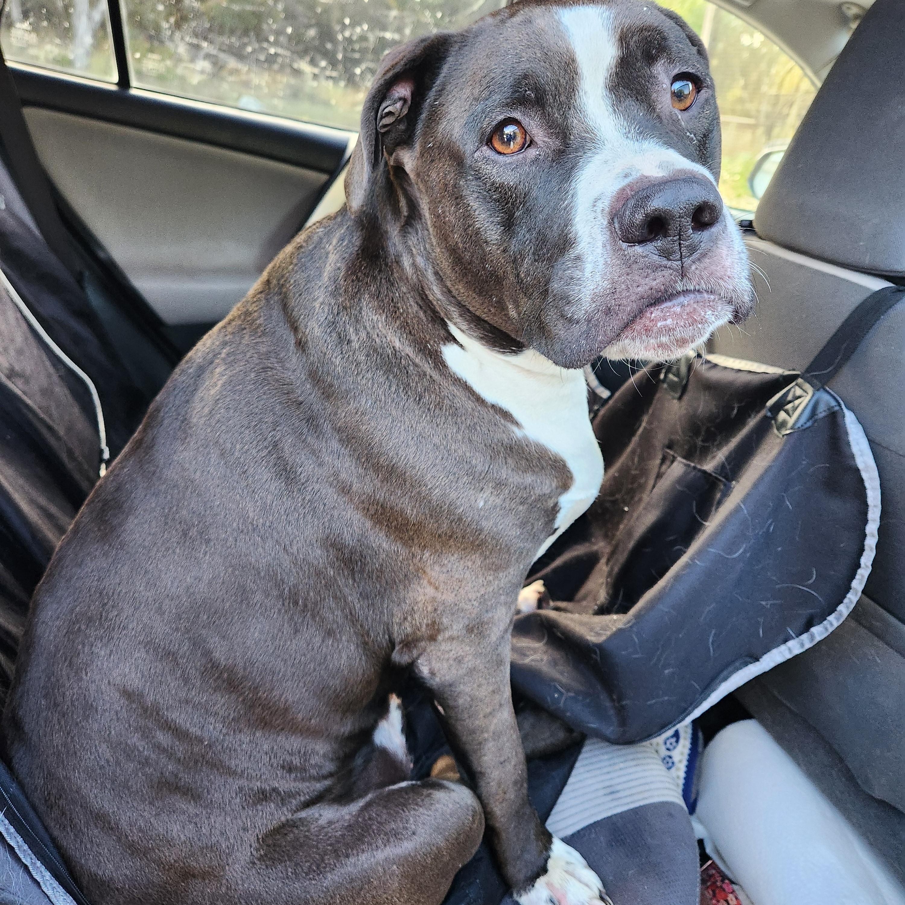 Enlarge Bubba, a Adoptable mixed breed in Killeen, TX image 4/6