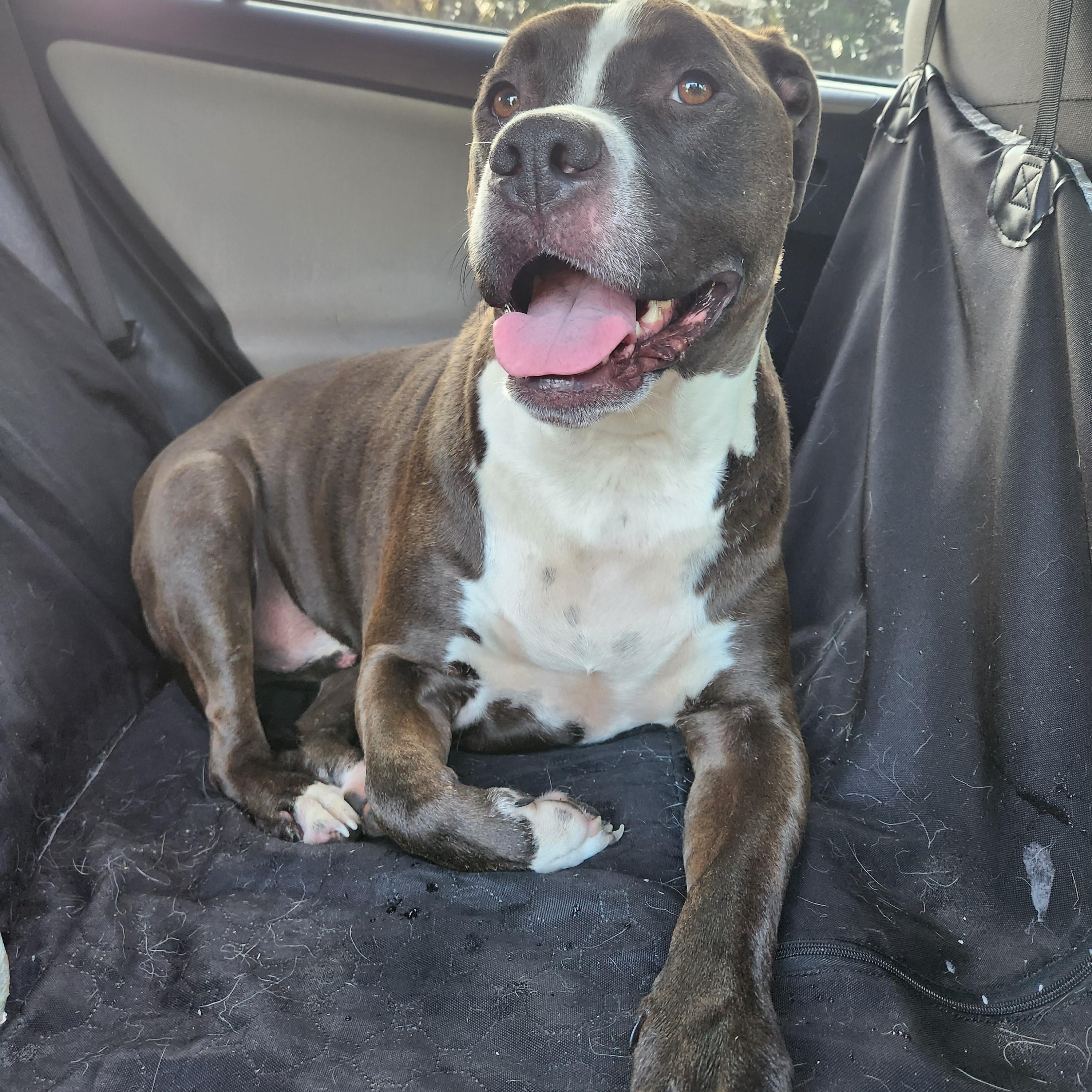 Enlarge Bubba, a Adoptable mixed breed in Killeen, TX image 5/6
