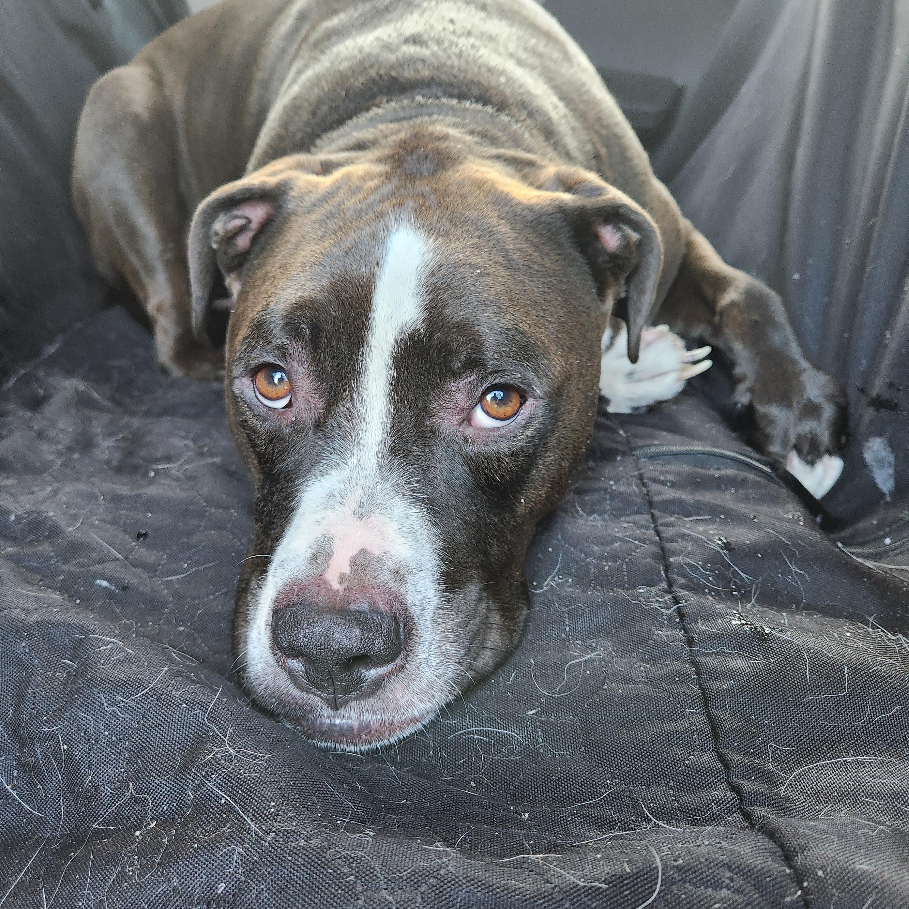 Enlarge Bubba, a Adoptable mixed breed in Killeen, TX image 6/6