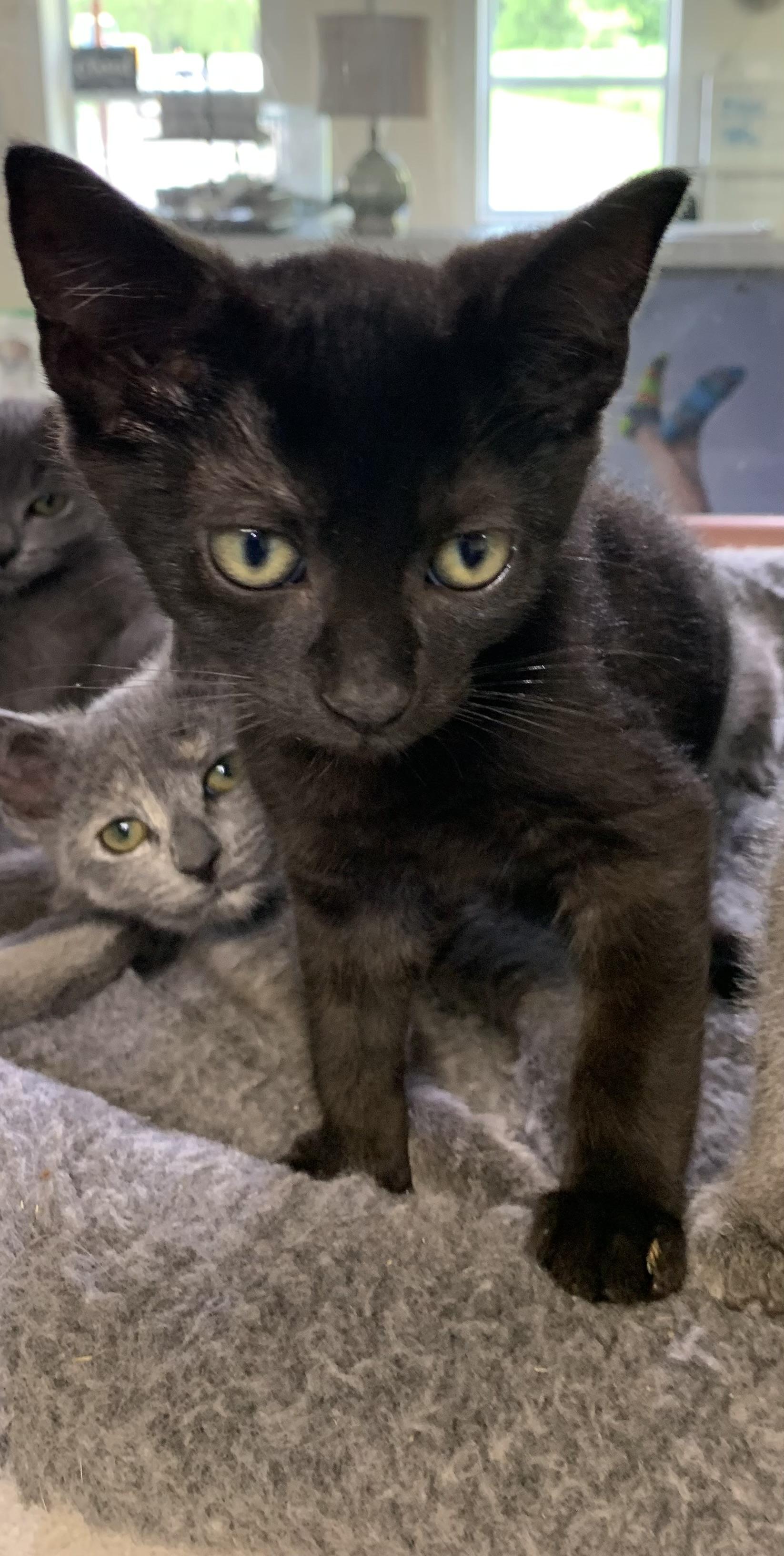 Enlarge Nimbus, a ADOPTABLE mixed breed in Massena, NY image 1/1
