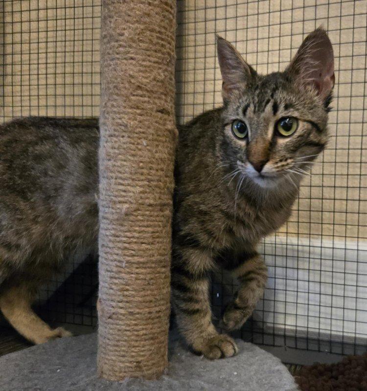 Howie, Adult Male unknown