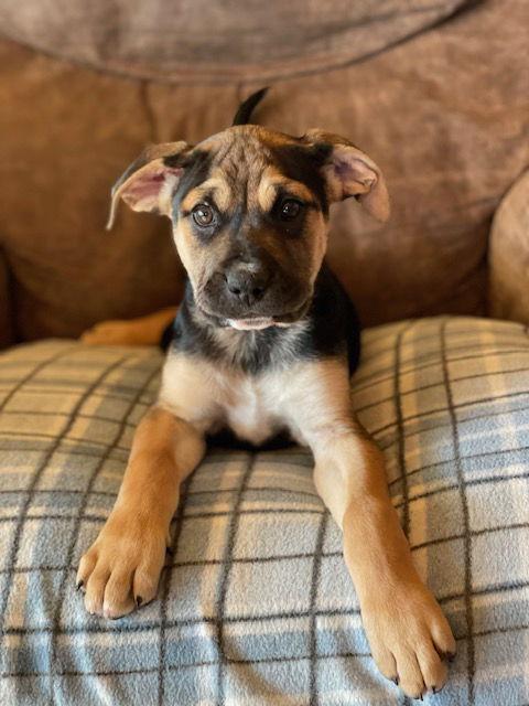 Enlarge Snooki, a Adoptable Shepherd in Duluth, MN image 1/3