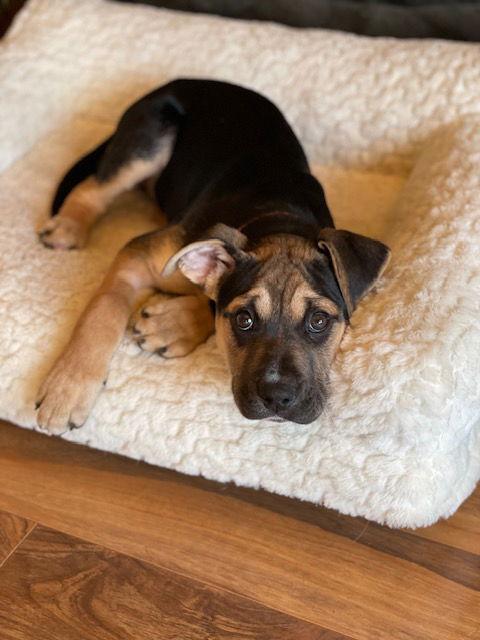 Enlarge Snooki, a Adoptable Shepherd in Duluth, MN image 2/3