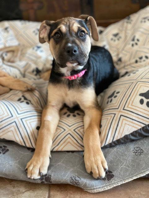 Enlarge Snooki, a Adoptable Shepherd in Duluth, MN image 3/3